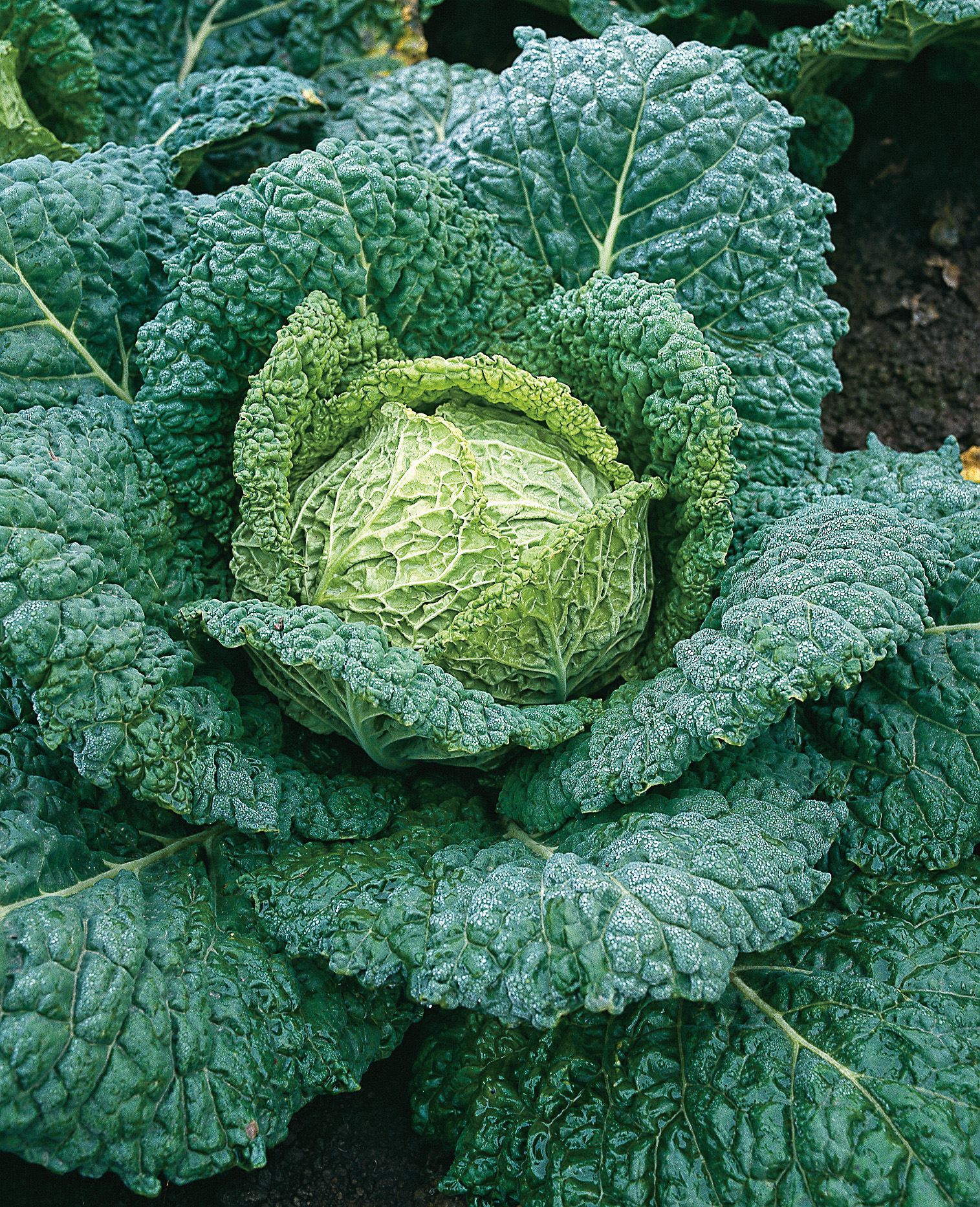 Frischer Wirsingkohl im Gartenbeet: kompakter Wirsingkopf mit hellgrünem Inneren und kräftig dunklen, gekräuselten Außenblättern, leicht von Tau bedeckt.