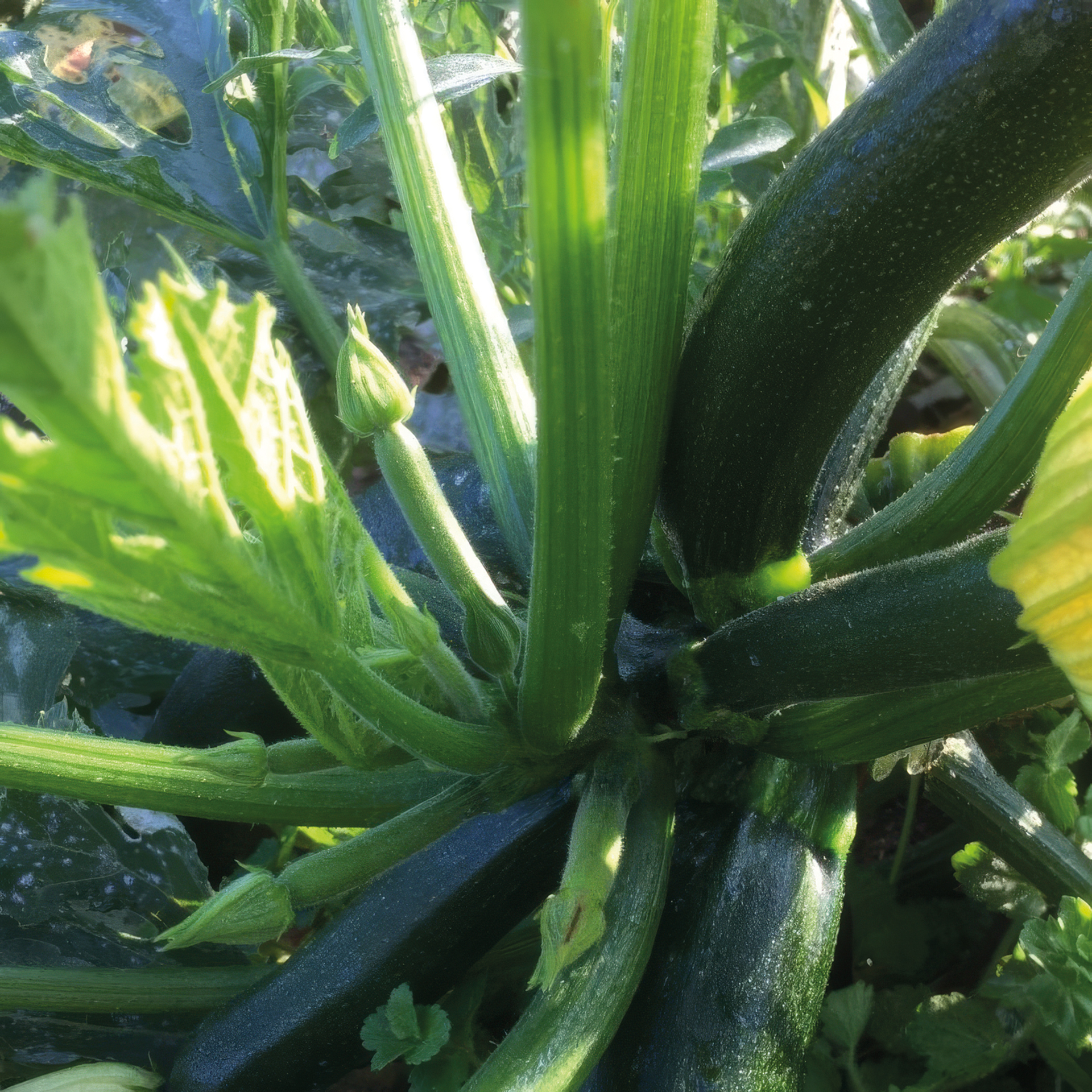 Dunkelgrüne Zucchini Zelena Tikvica