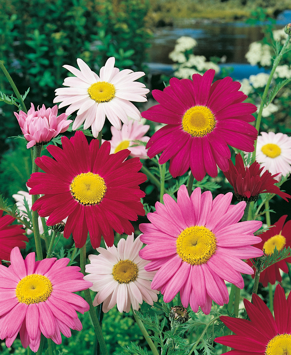 Margeriten, Pyrethrum coccineum Robinson Riesen