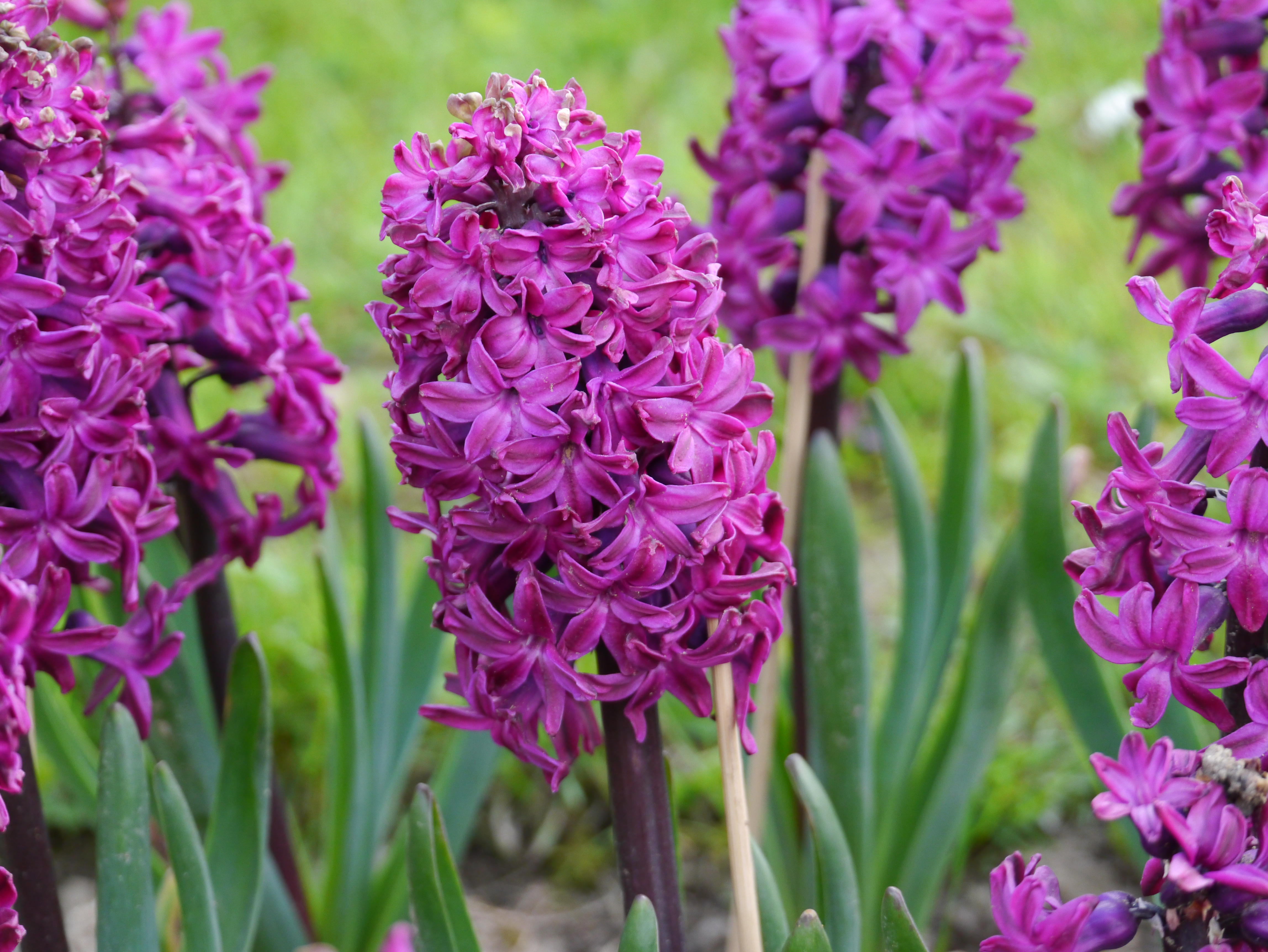 Nahaufnahme von lila Hyazinthen im Garten mit dichten Blütentrauben, dunklen Stängeln und grünen schmalen Blättern im Hintergrund