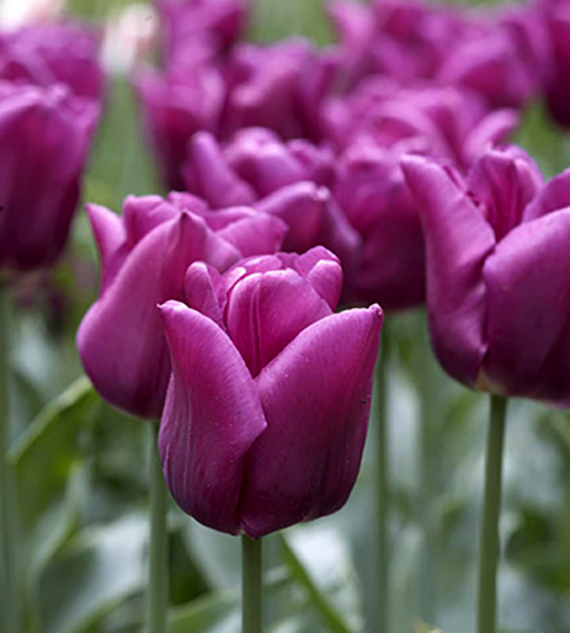 52198_Triumph-Tulpen Negritta Nahaufnahme mehrerer violetter Tulpen mit grünen Stielen und unscharfem Hintergrund