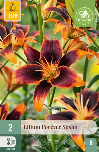 Lilie asiatisch bicolor Forever Susan