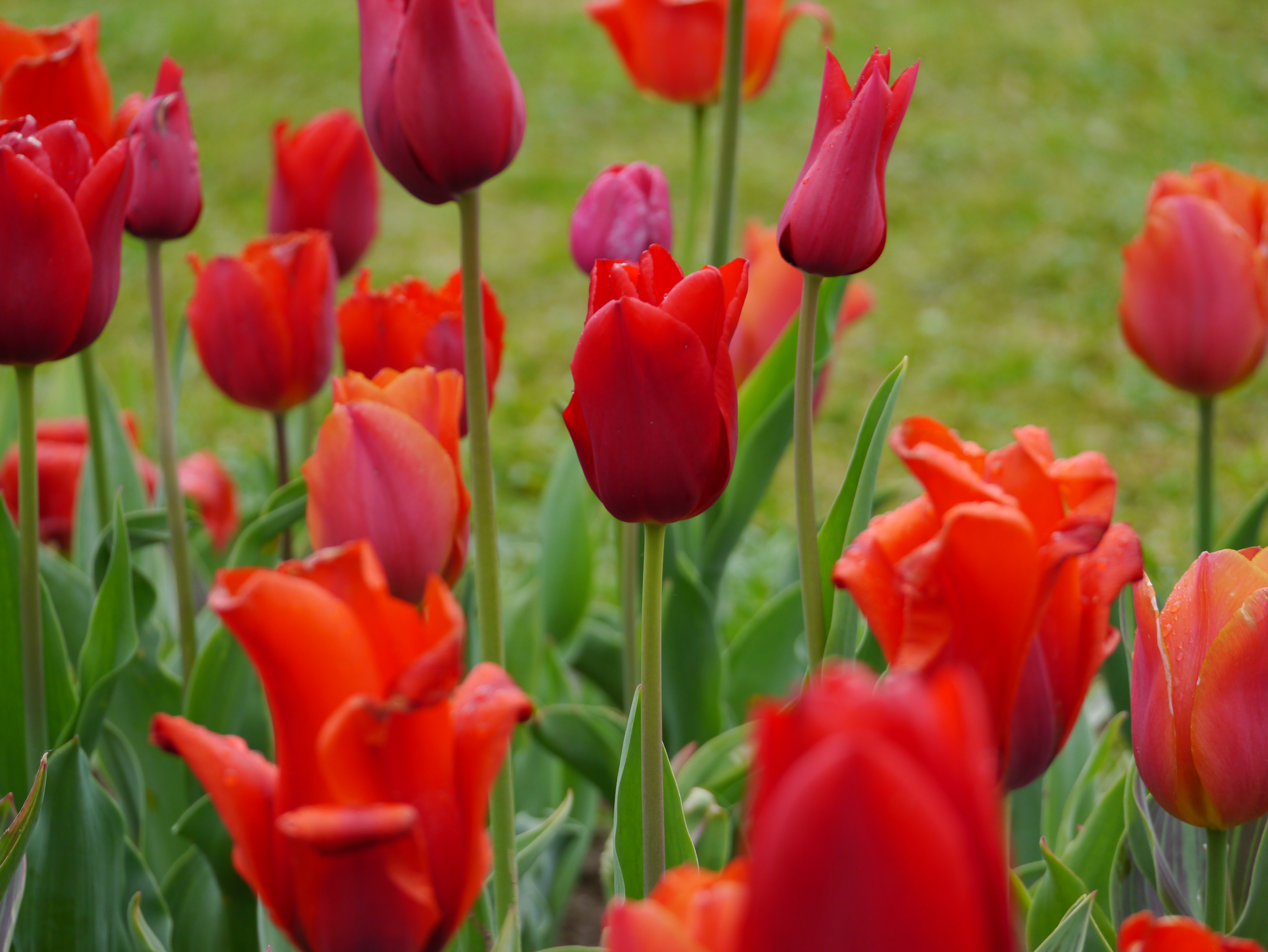 51069_Töne in Rot_1 Nahaufnahme von roten und orangefarbenen Tulpen in einem Beet, grüne Blätter im Hintergrund, einige Blüten mit Wassertropfen