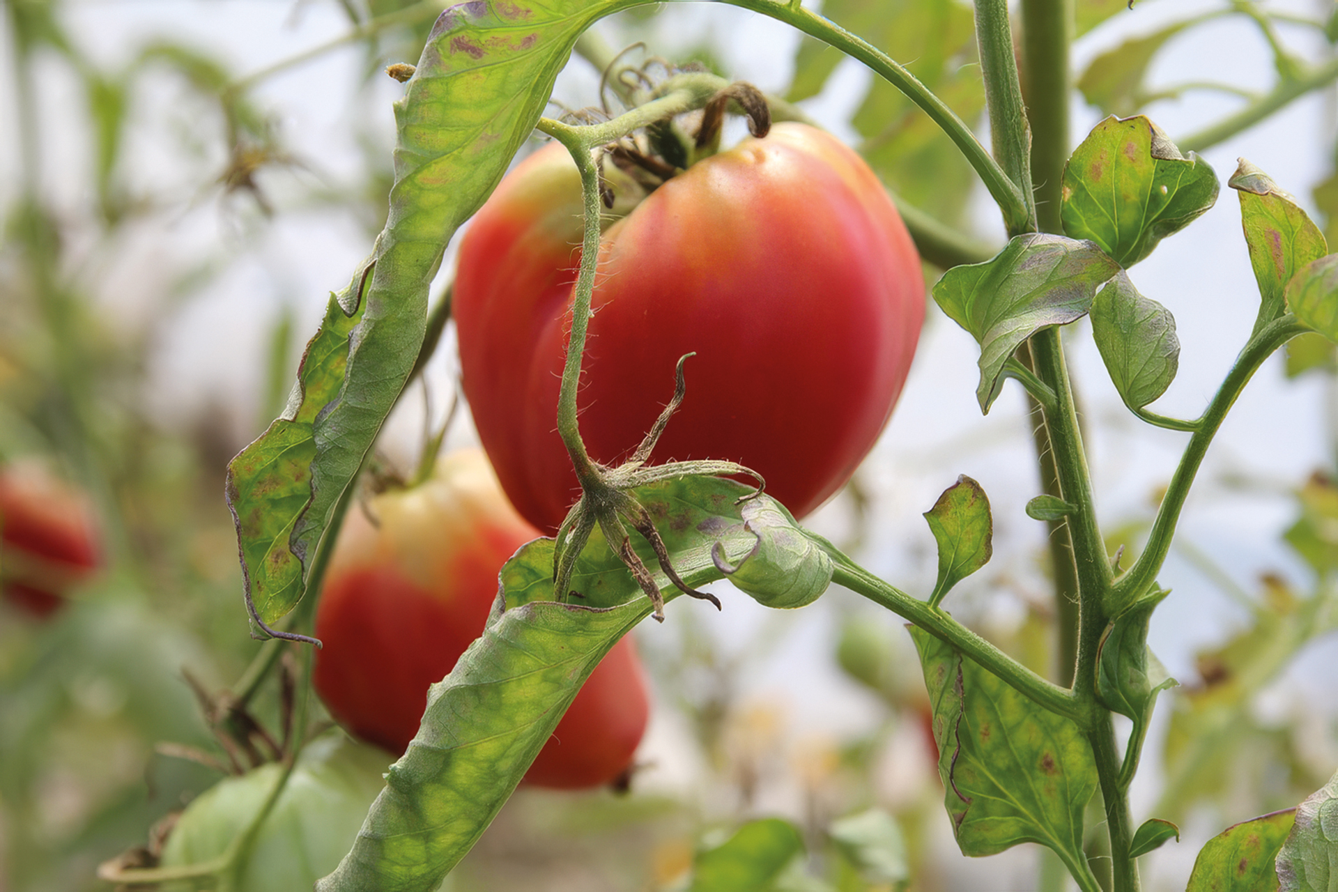 Fleischtomate Vivagrande