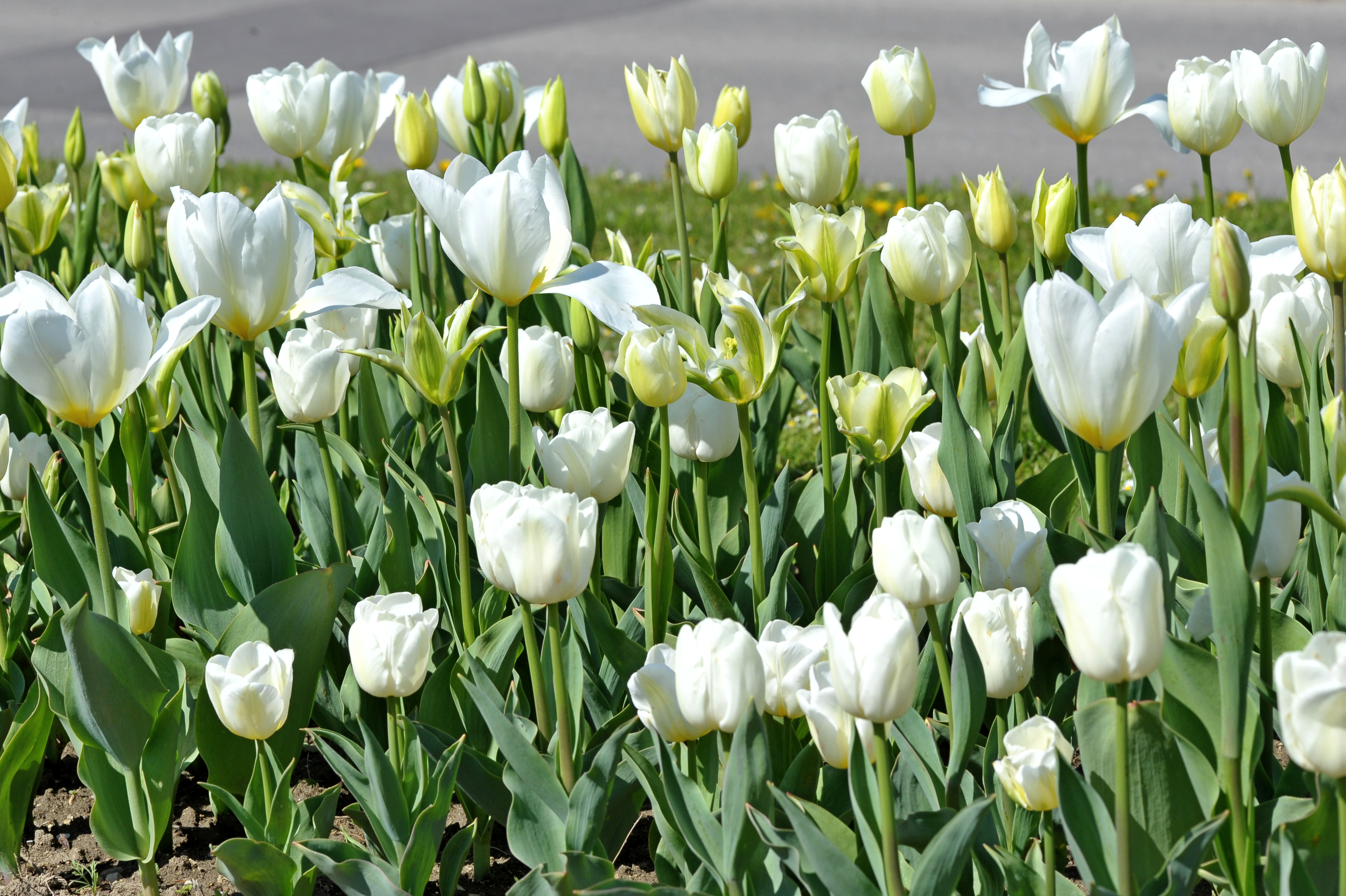 Nahaufnahme weißer Tulpen und Knospen in einem Beet, mit grünen Blättern an einem sonnigen Frühlingstag