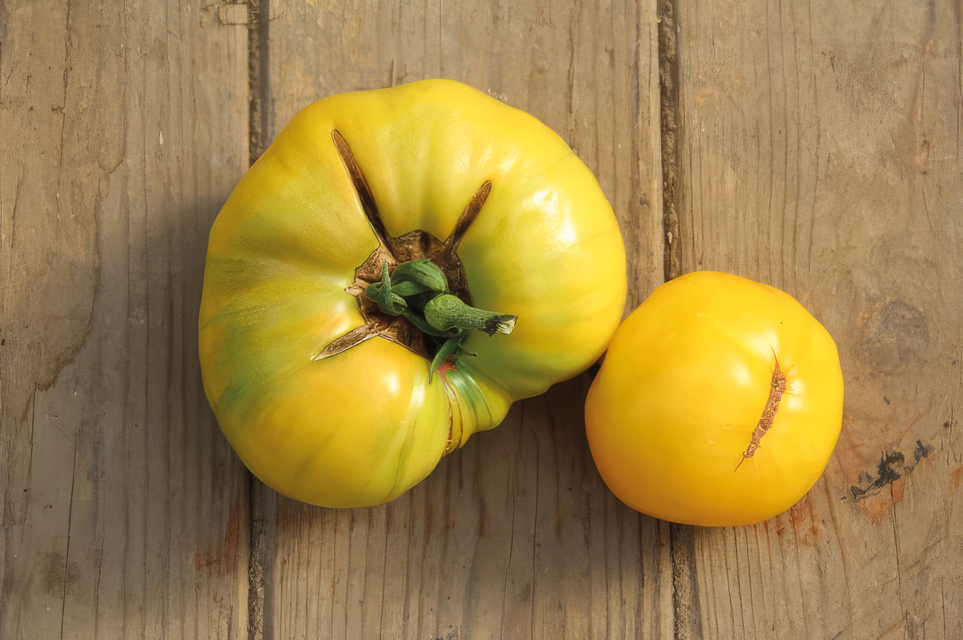 Fleischtomate Golden Giant Dixi