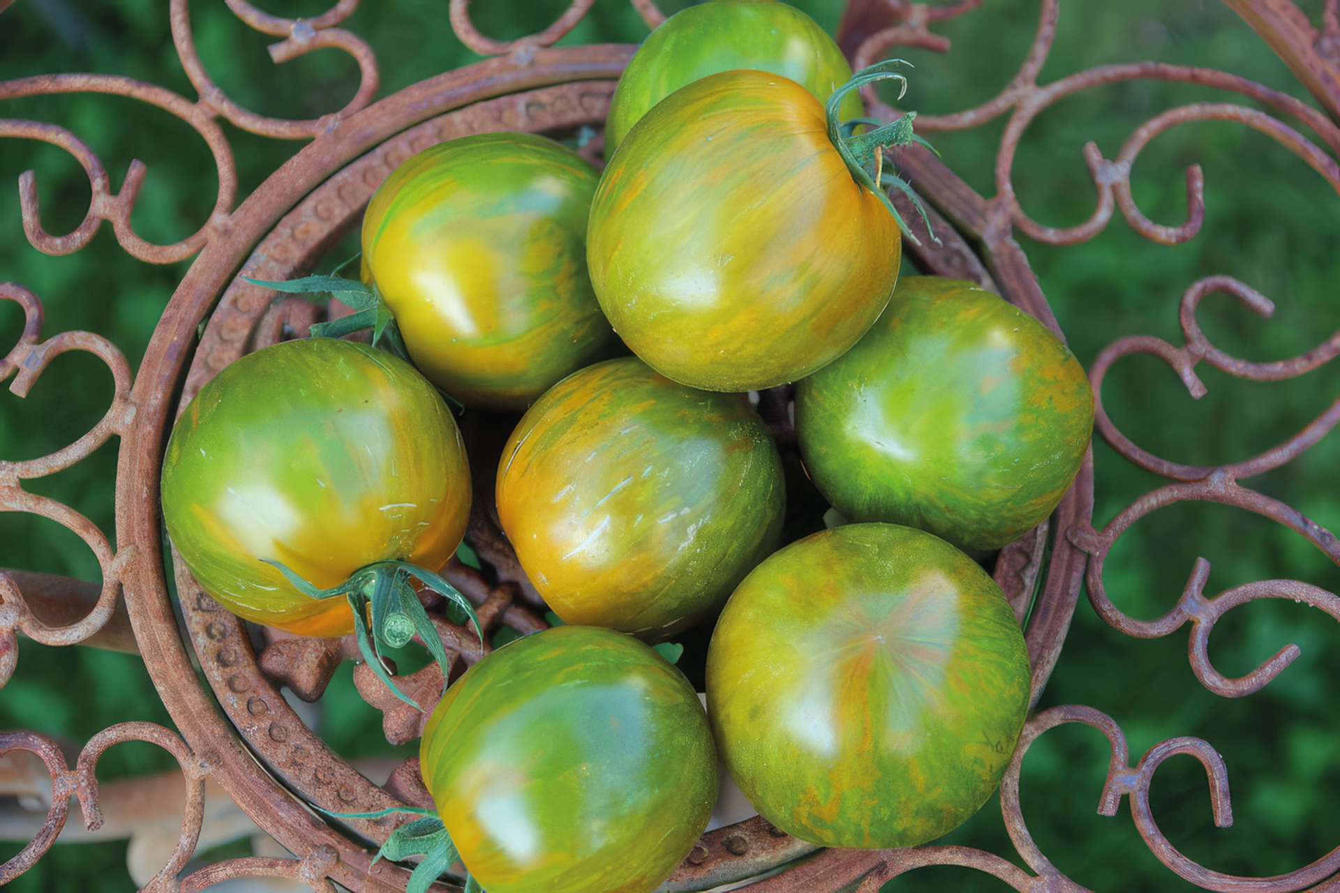 Tomate Green Zebra