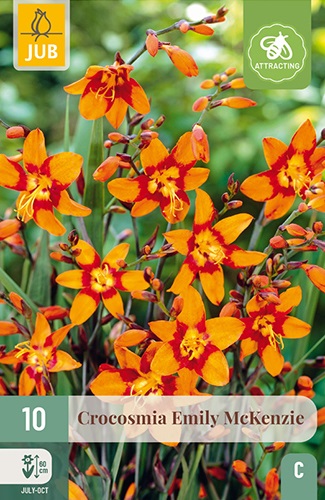 Montbretien (Crocosmia) Emily McKenzie