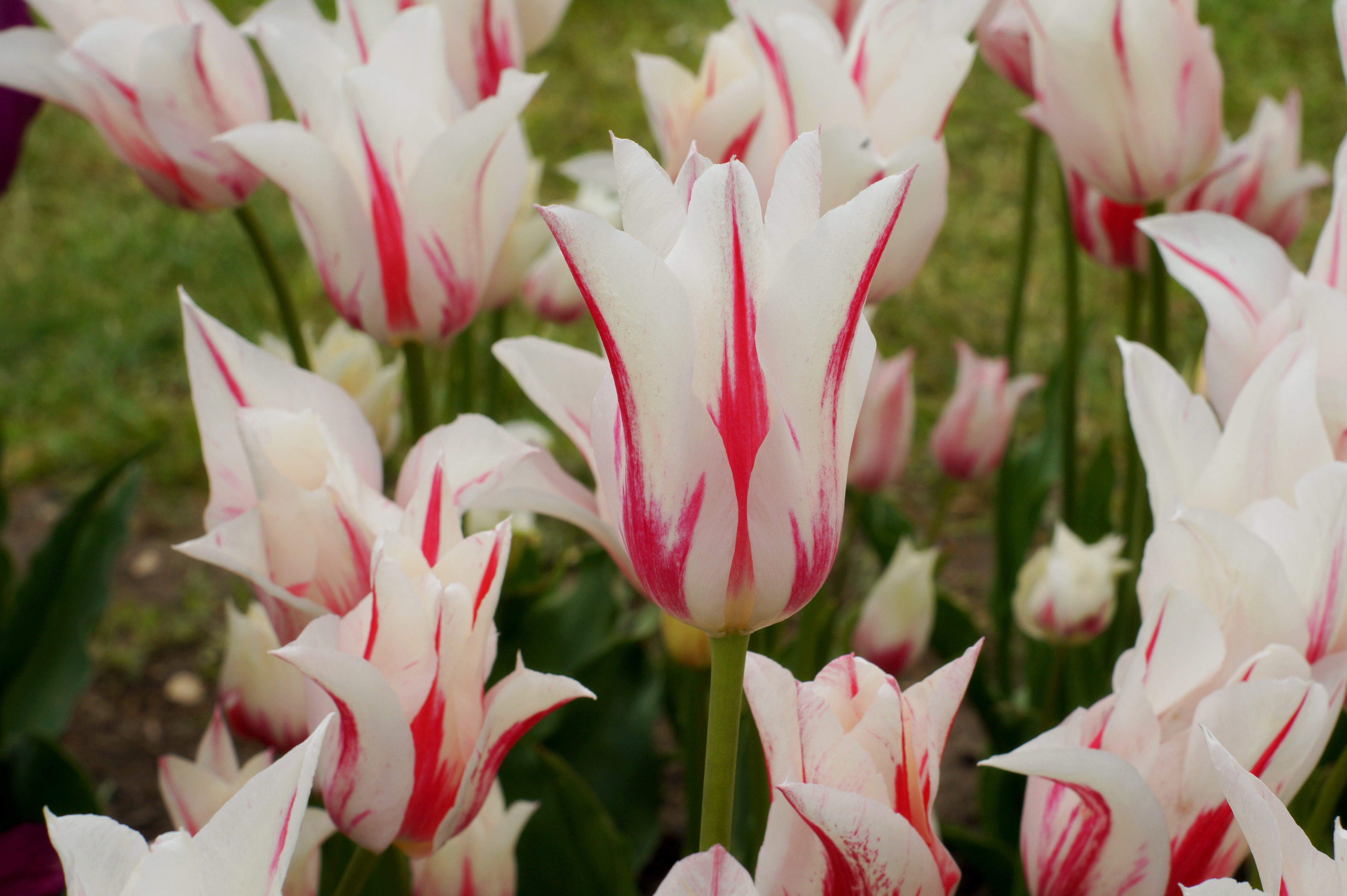Nahaufnahme einer weiß-rosa gestreiften Tulpe im Blumenbeet, mehrere ähnliche Tulpen im unscharfen Hintergrund