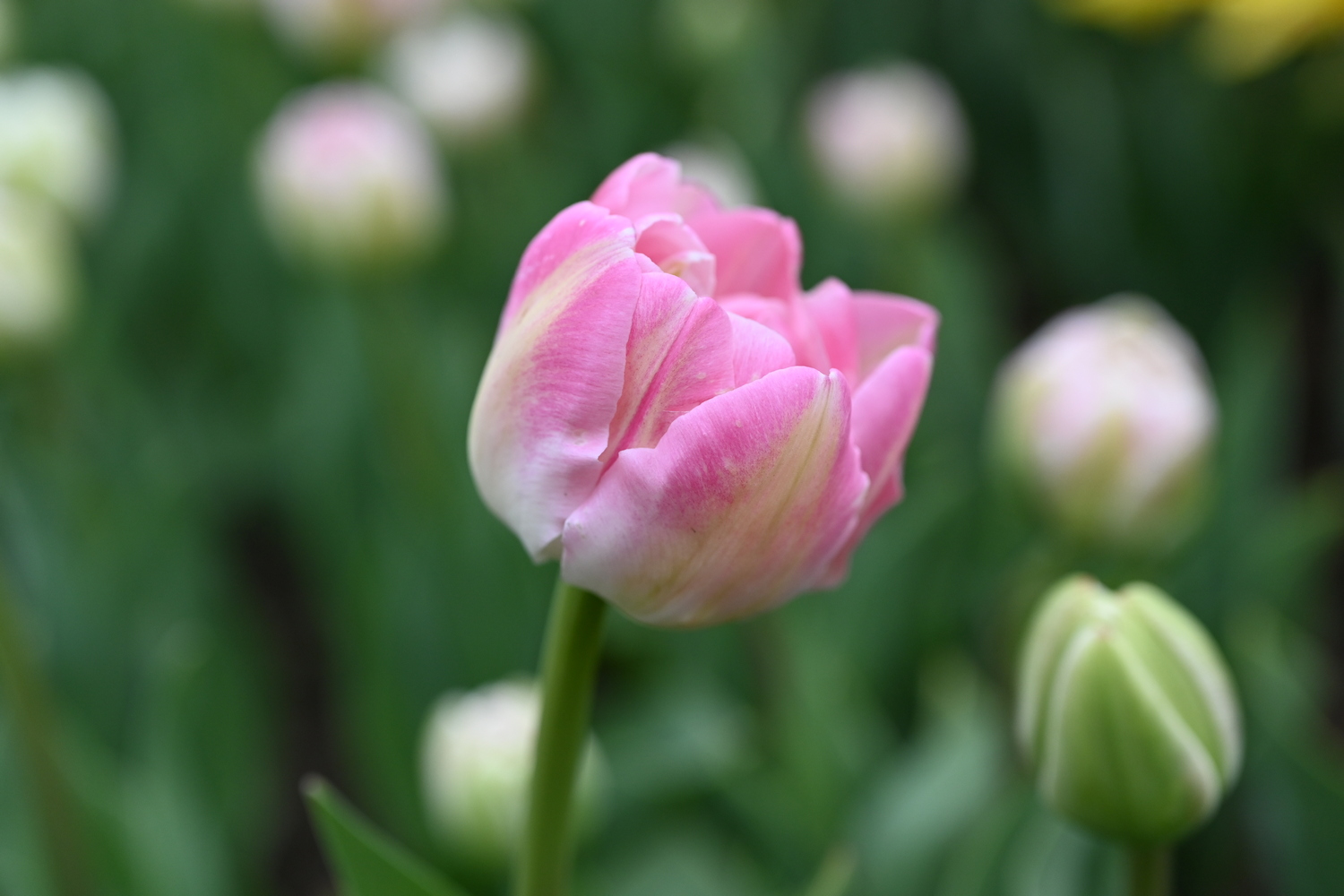 Nahaufnahme einer rosa-weißen Tulpe mit mehreren Knospen vor unscharfem grünem Hintergrund