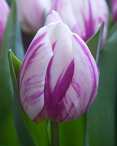 Nahaufnahme einer weiß-rosa gestreiften Tulpe vor grünem Blattwerk