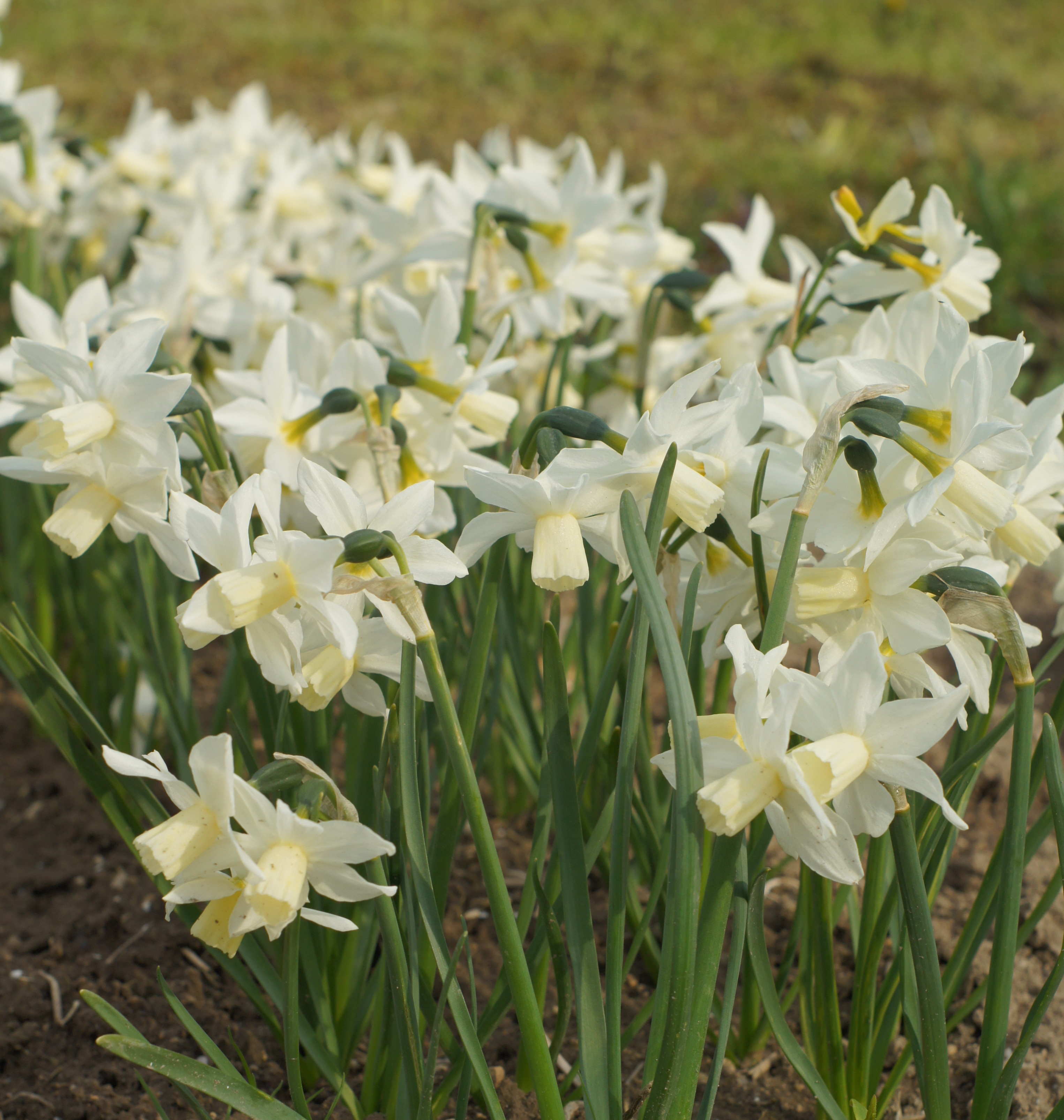 Nahaufnahme von blühenden Narzissen im Garten