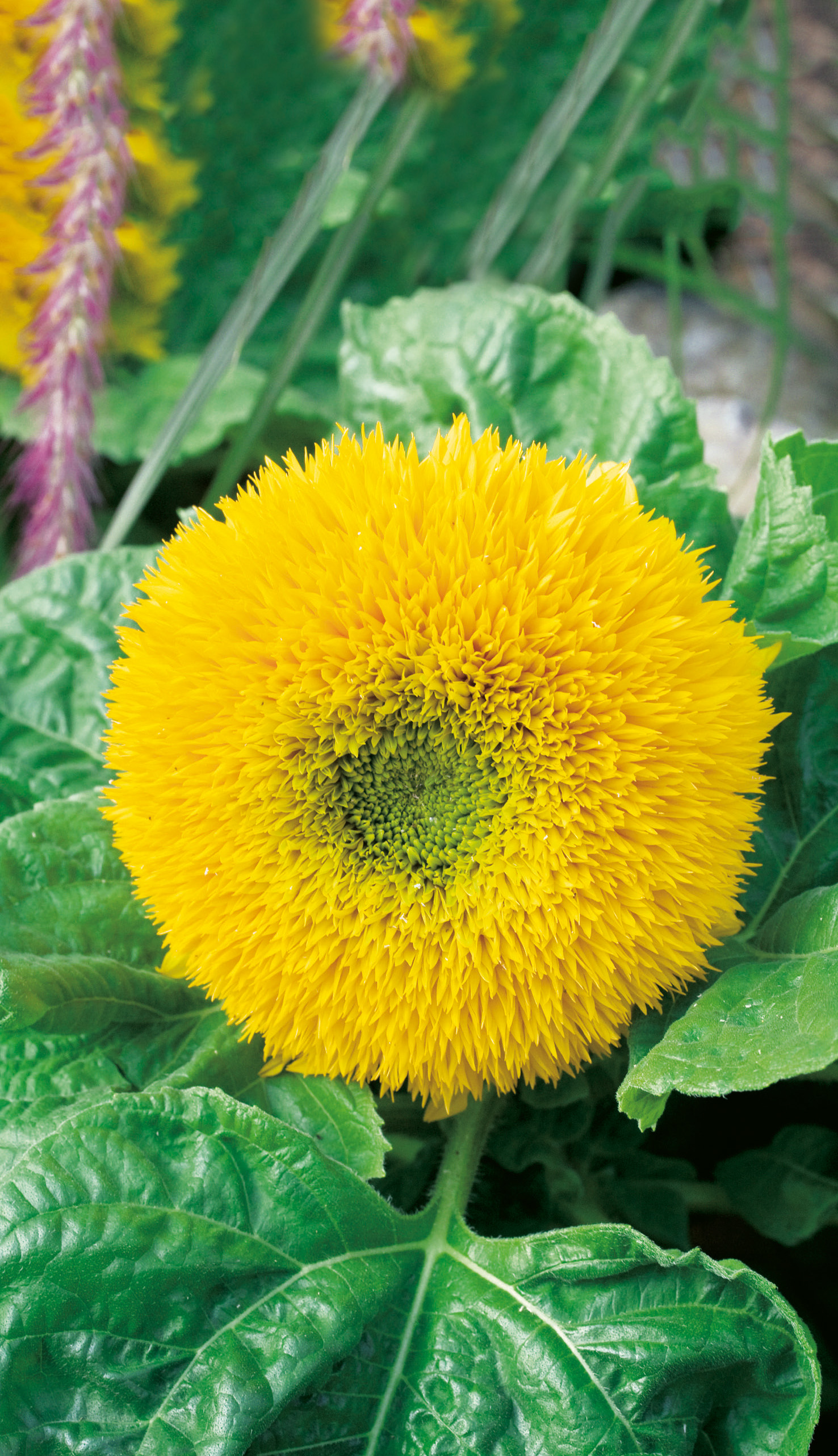 Sonnenblumen Knirps