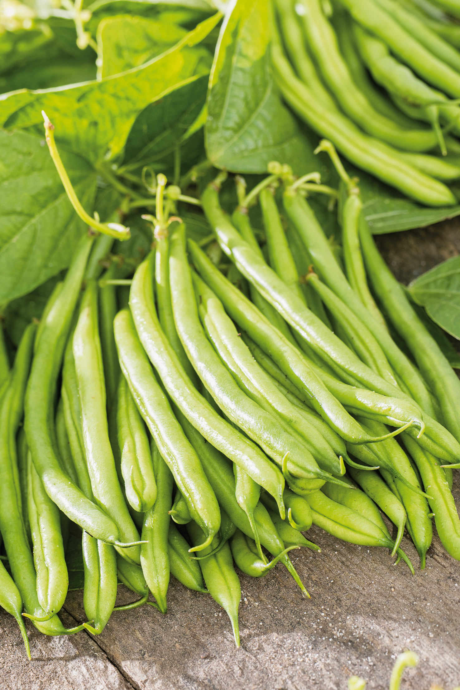 Buschbohnen Sotexa, mittelspät