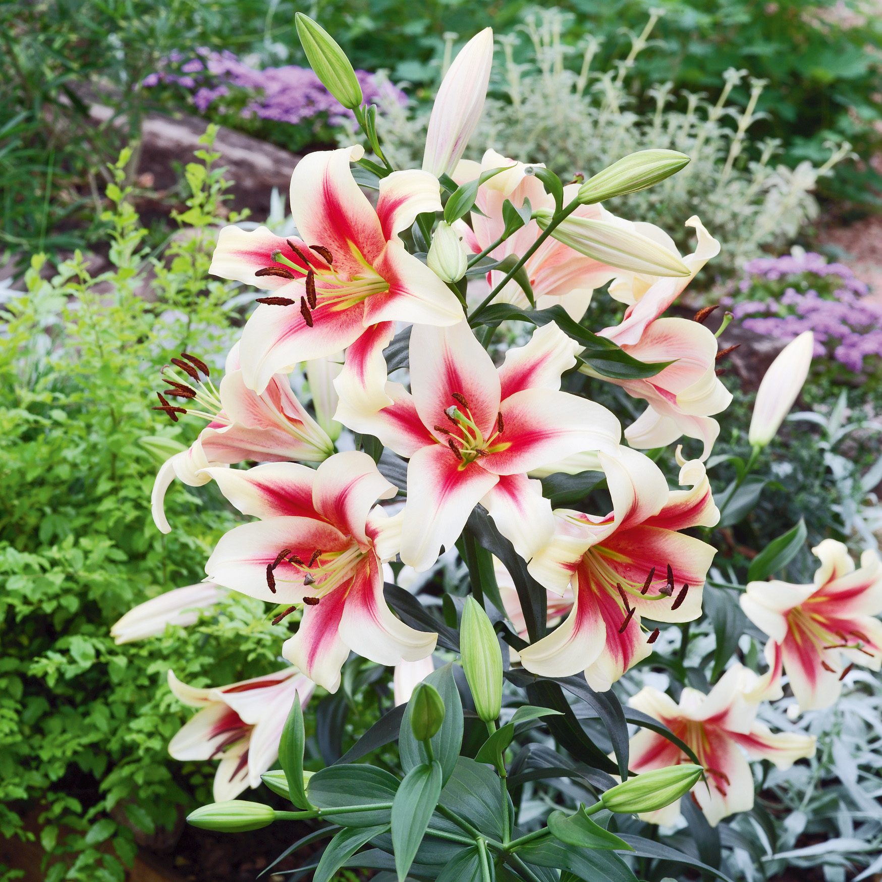2830_Lilie Miss Lilly Mehrere weiß-rosa Lilien mit intensiver pinker Mitte und offenen Blüten sowie Knospen im grünen Gartenbeet