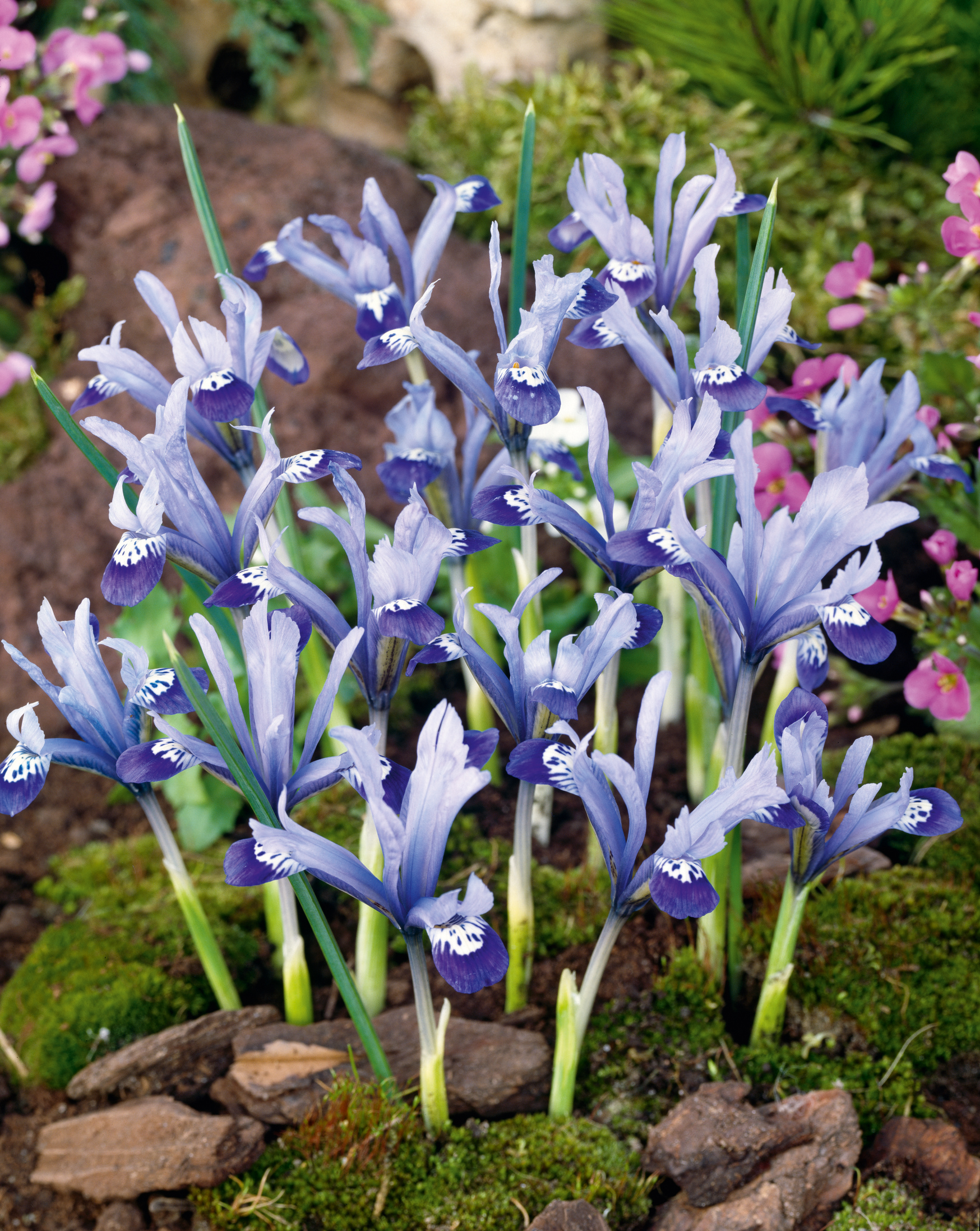 Nahaufnahme mehrerer blauer Zwergiris (Iris reticulata) mit dunkelblauen und weißen Mustern auf den Blüten, umgeben von Moos, Erde und kleinen Steinen im Frühlingsbeet.