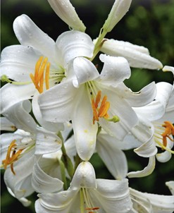 Nahaufnahme der Lilium candidum Madonnenlilie mit großen weißen Trompetenblüten und orangefarbenen Staubgefäßen – elegante Blumenzwiebel für den Garten