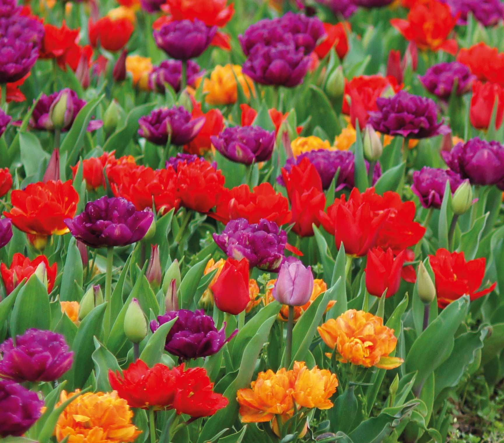 51046_Oriental Flair_2 Nahaufnahme eines Blumenbeets mit bunten, gefüllten und einfachen Tulpen in Rot, Violett und Orange, umgeben von grünen Blättern