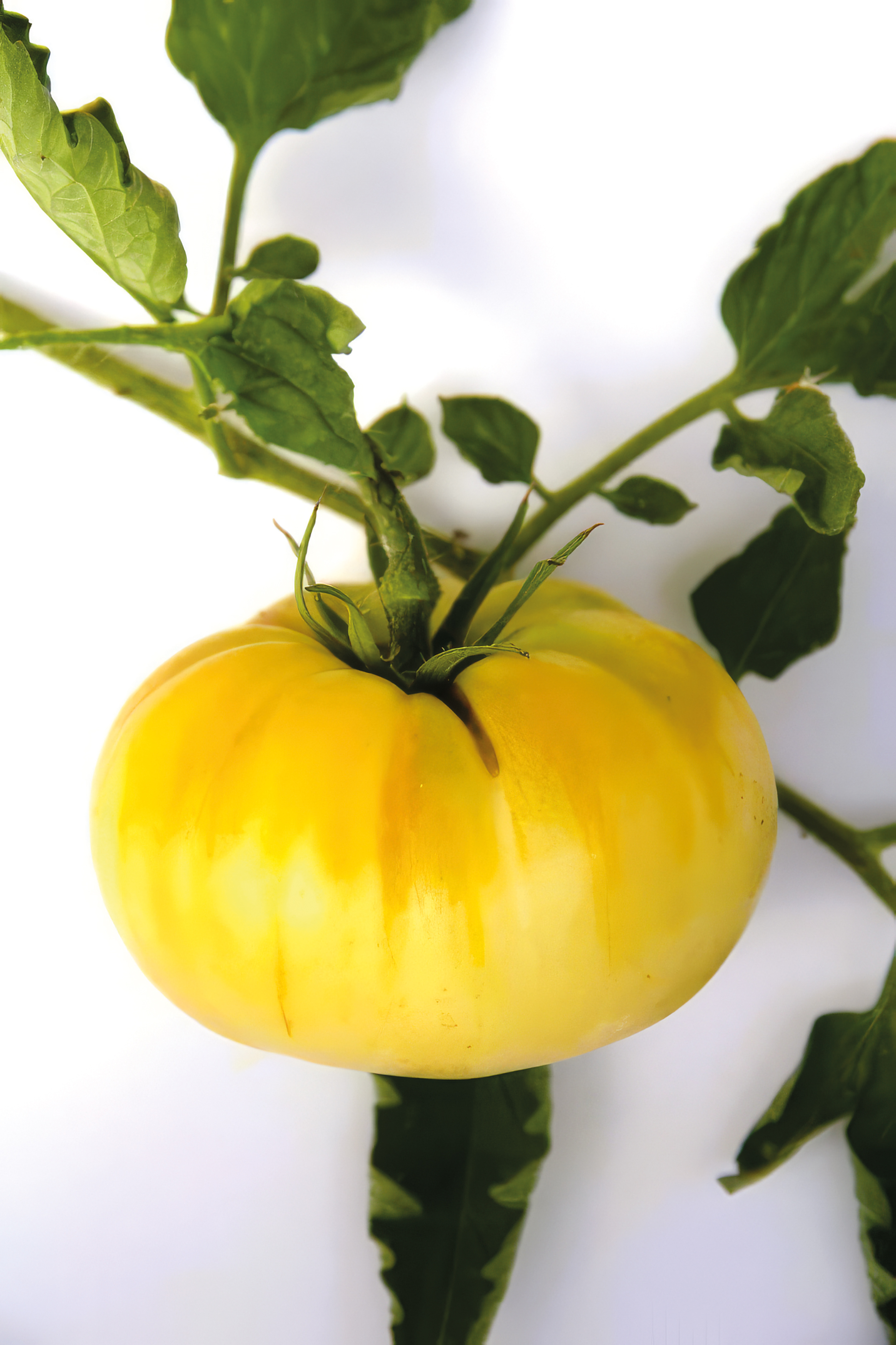 Fleischtomate Jason