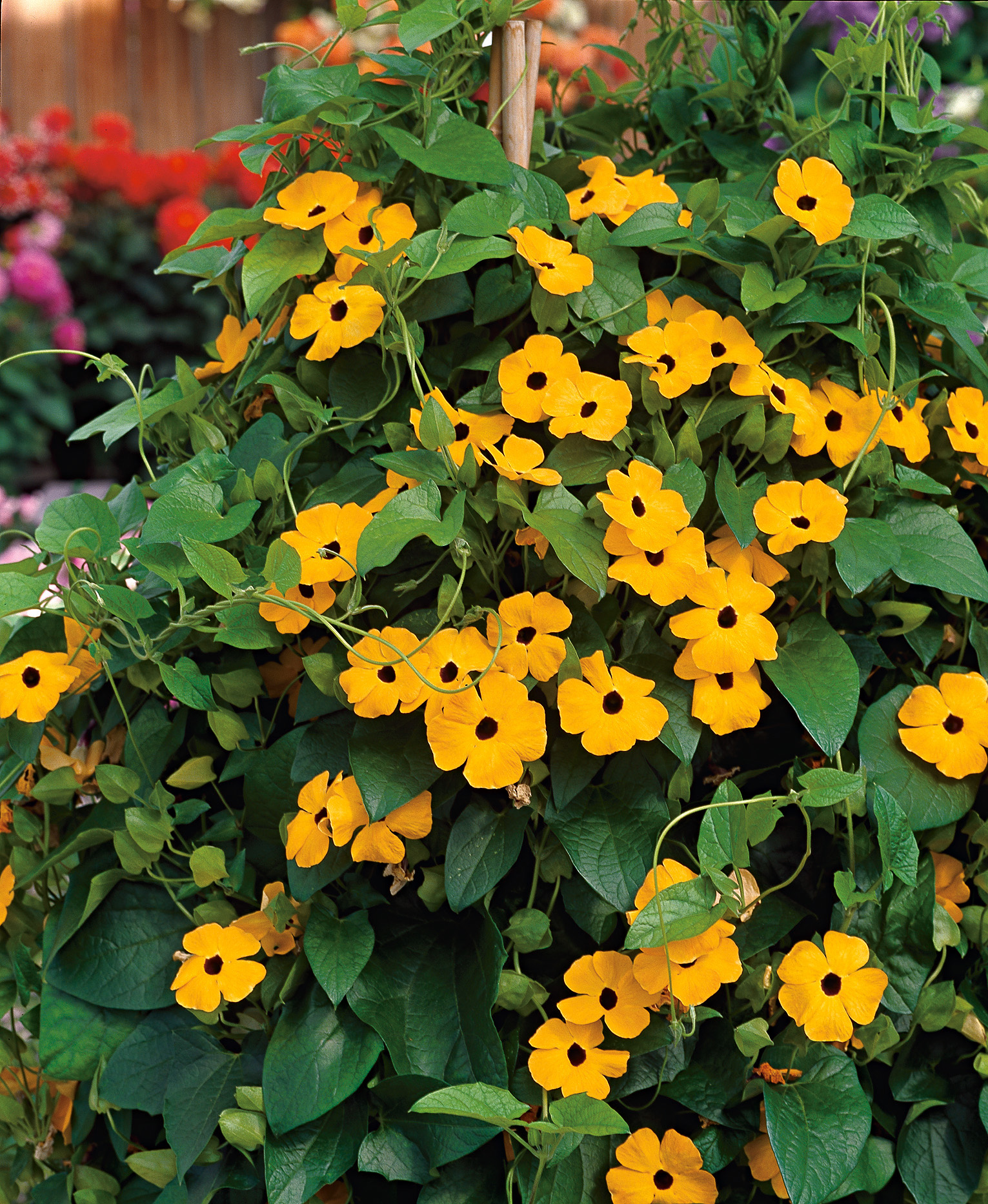 Nahaufnahme einer Schwarzäugigen Susanne (Thunbergia alata) mit zahlreichen gelben Blüten und dunklem Blütenzentrum vor dichtem grünem Laub