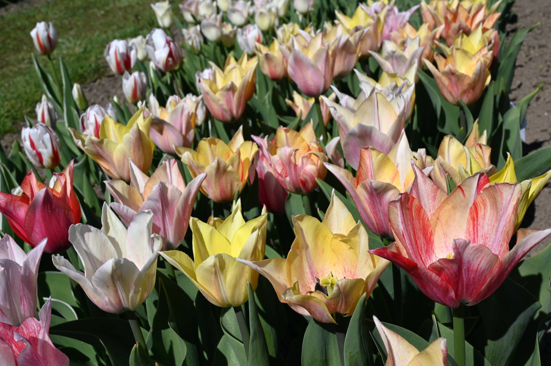 Triumph-Tulpe Karate im Beet mit klassischen Blüten in Gelb, Rosa und hellen kirschroten Zeichnungen, ideal für Rabatten, Kübel und Gruppenpflanzungen