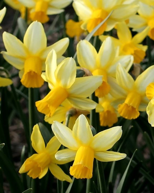Mehrere gelbe Narzissen (Narcissus) mit hellen Blütenblättern und leuchtend gelben trompetenförmigen Mittelteilen in einem Beet