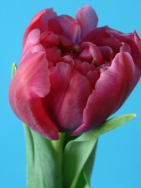 Nahaufnahme einer gefüllten rosa-rot schimmernden Tulpenblüte mit grünem Stiel vor blauem Hintergrund