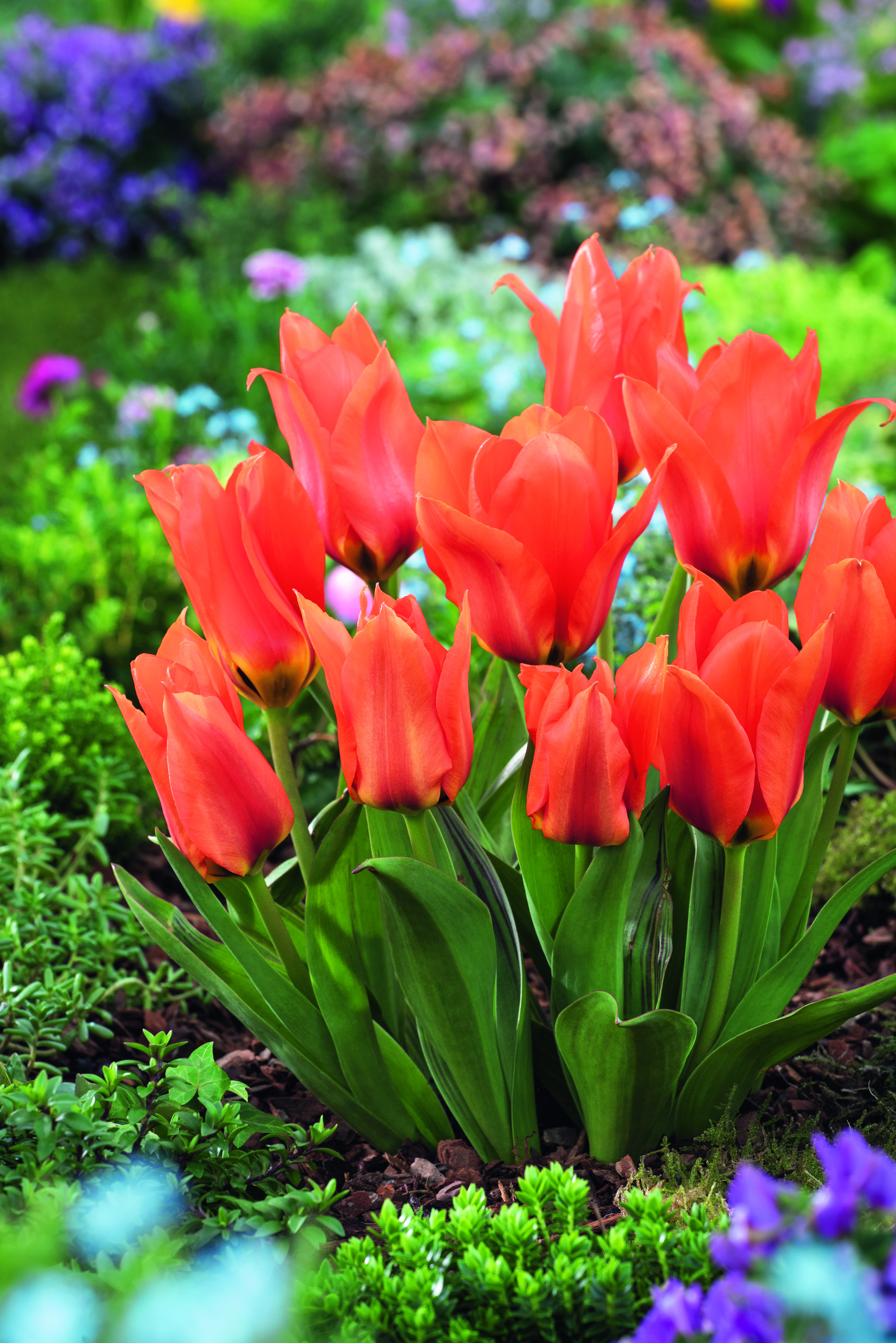 Nahaufnahme mehrerer leuchtend roter Tulpen im Beet, aufgeblühte Kelche und frische grüne Blätter, unscharfer Frühlingsgarten im Hintergrund.