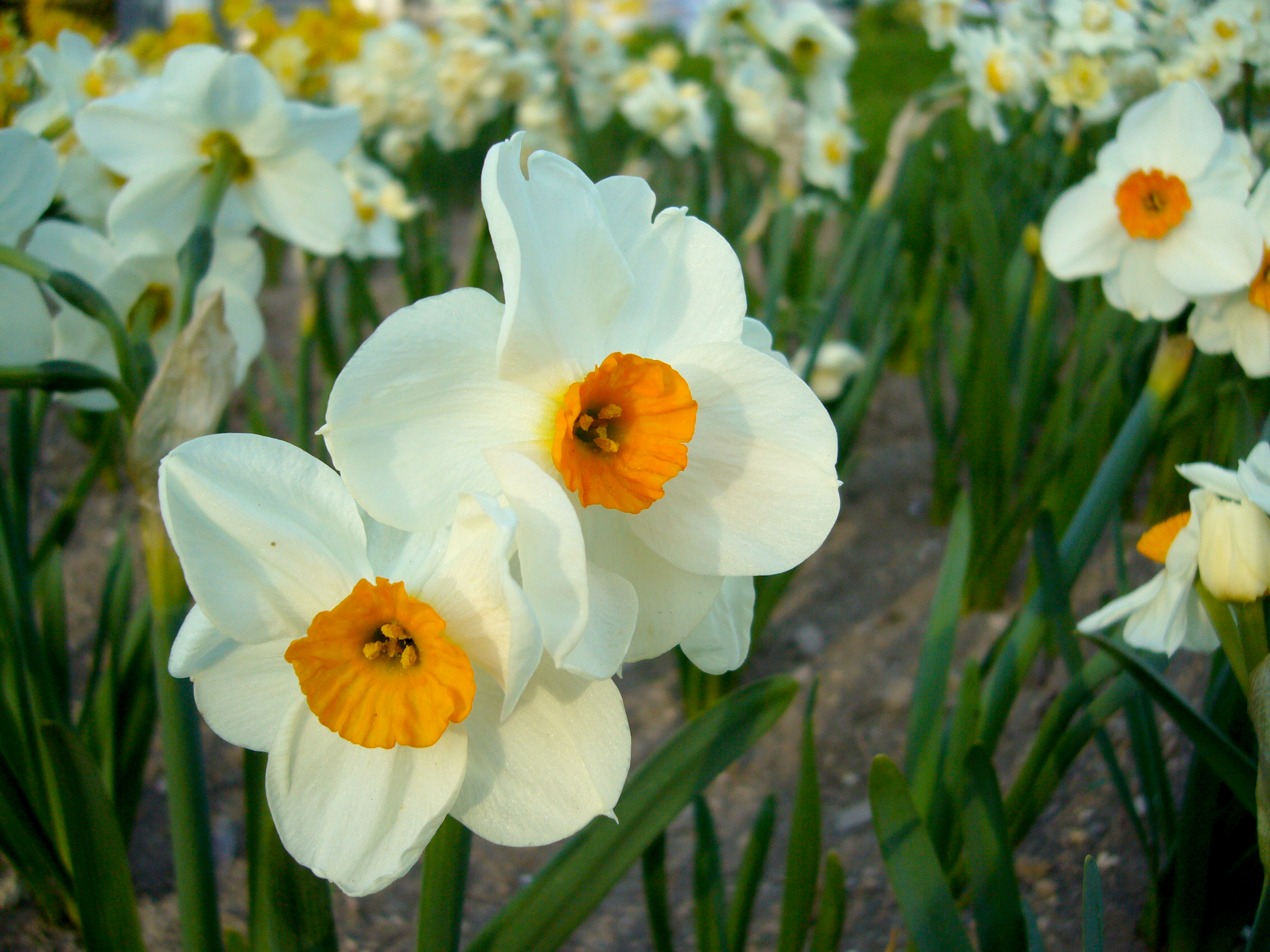 Nahaufnahme zweier weißer Narzissen (Narcissus) mit leuchtend orangefarbener Krone in einem Blumenbeet, grüne Blätter im Hintergrund