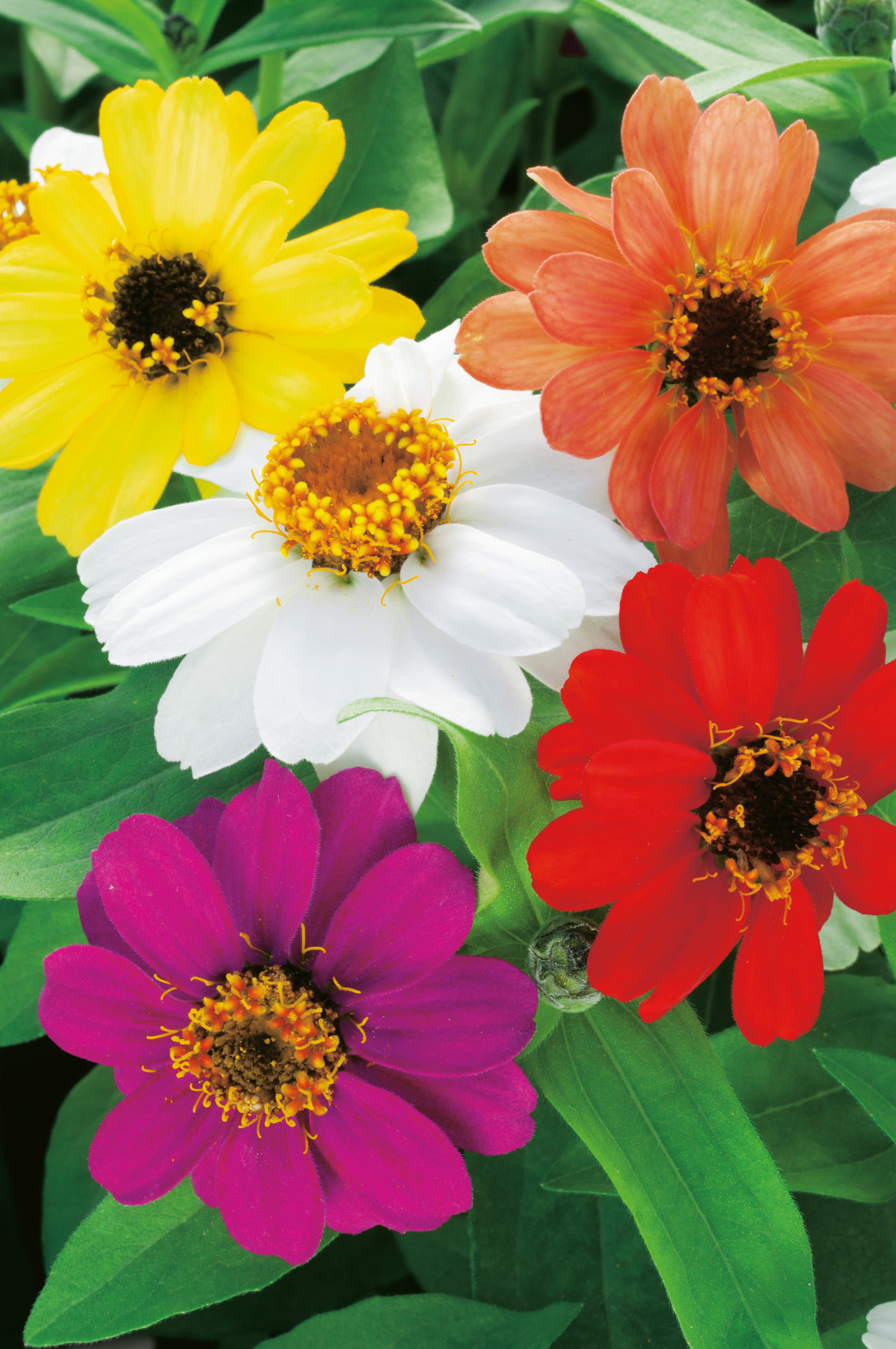 Nahaufnahme mehrfarbiger Zinnienblüten in Gelb, Weiß, Orange, Rot und Violett vor grünem Blattwerk, dekorativ für Beet, Balkonkästen und Blumenarrangements