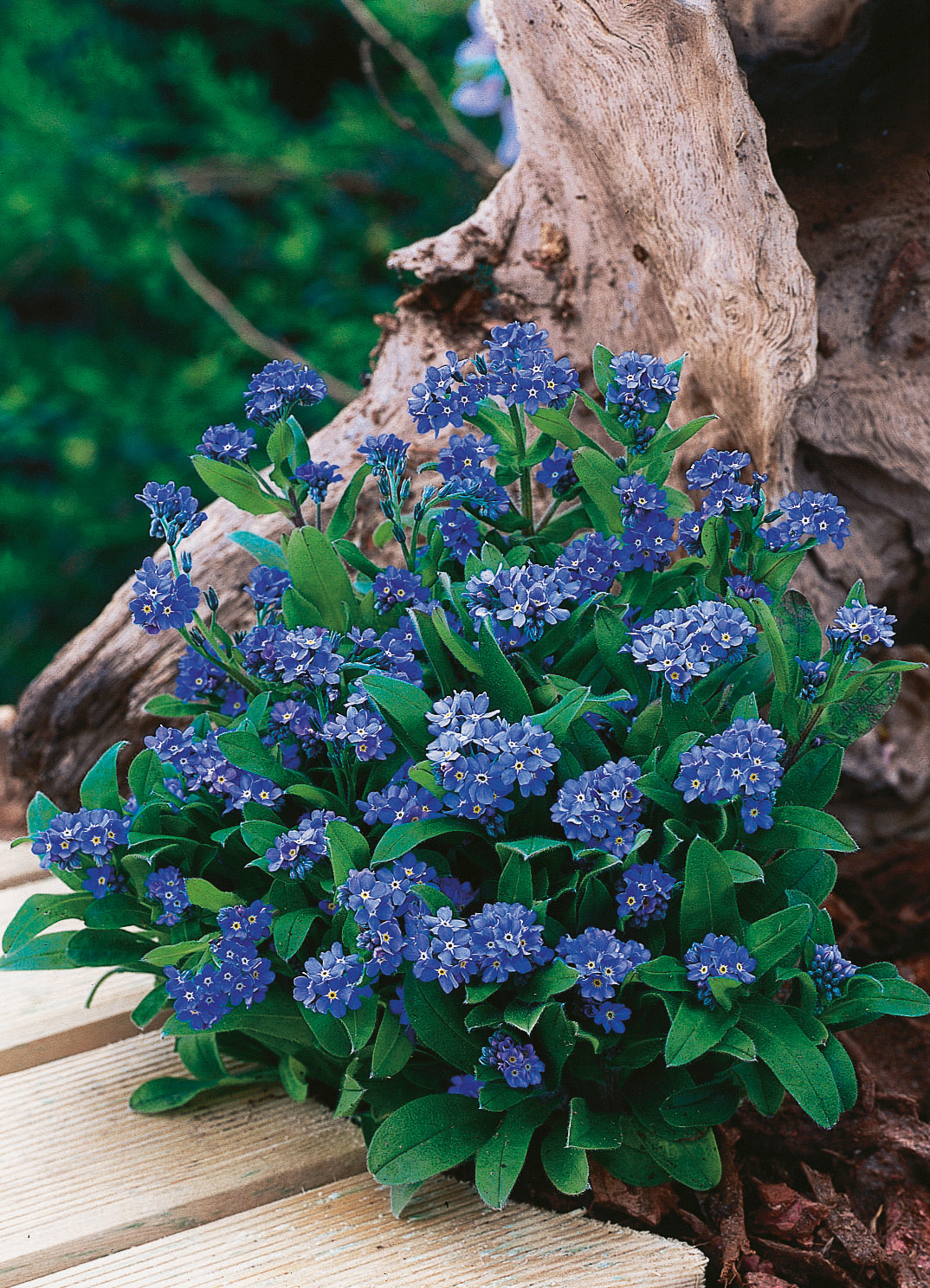 Nahaufnahme von blau blühenden Vergissmeinnicht (Myosotis) mit zahlreichen kleinen Blüten und grünen Blättern, arrangiert neben einem verwitterten Baumstamm und Holzbohlen im Garten