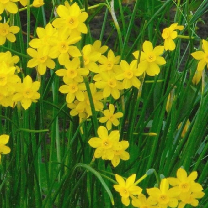 Nahaufnahme mehrerer kleiner gelber Narzissen (Osterglocken) mit schlanken grünen Blättern in einem Gartenbeet