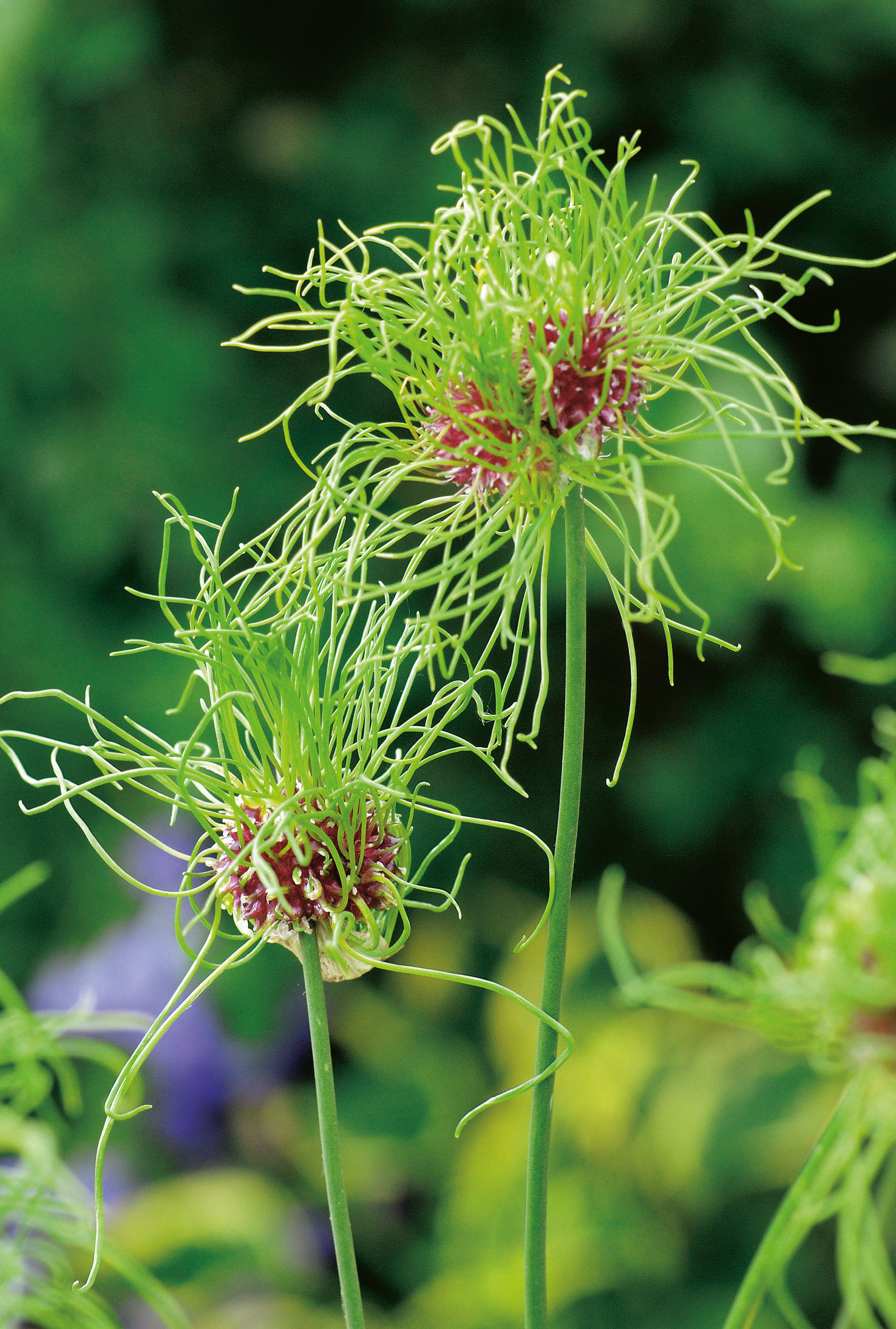 56001_14108581_FM Nahaufnahme von Allium 'Schubertii' Zierlauch mit ungewöhnlichen grünen, fadenförmigen Blüten und violettem Blütenzentrum