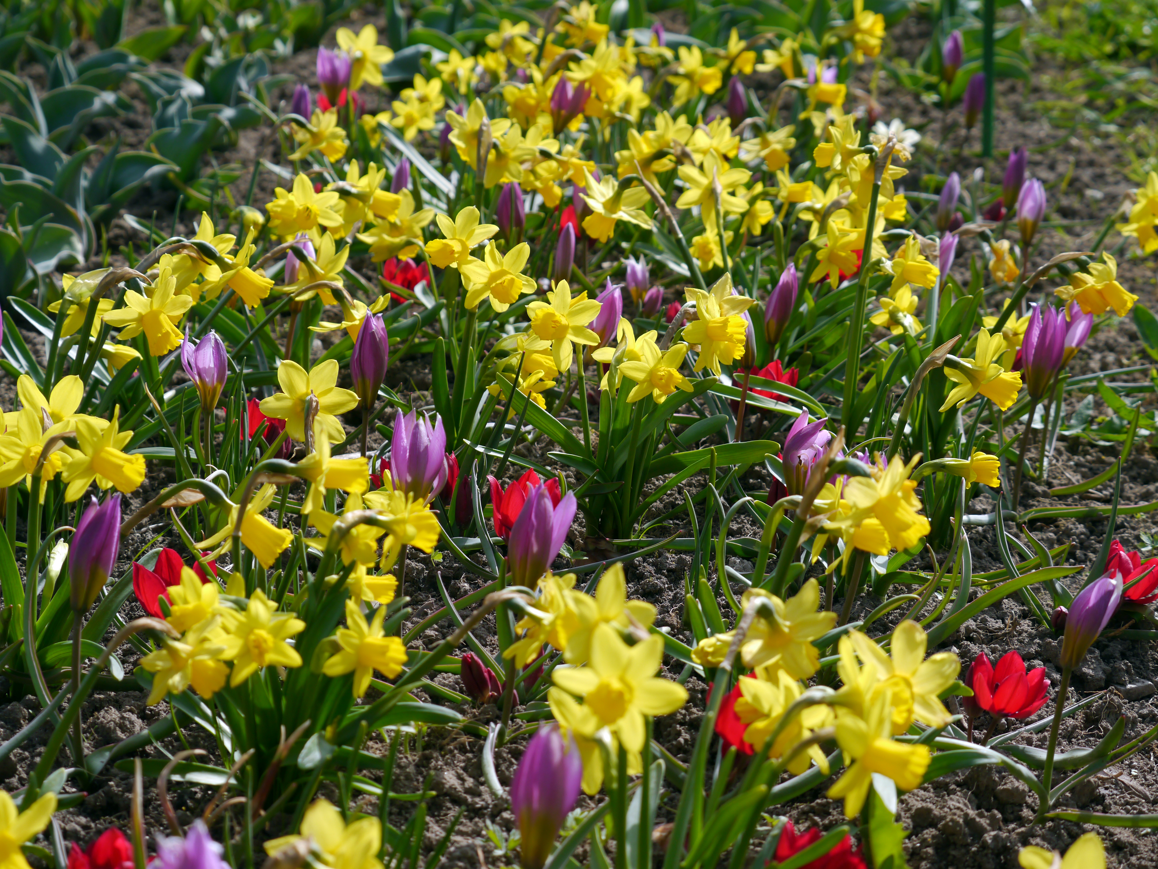 Blumenzwiebel-Mischung Frühlingswiese mit gelben Narzissen und roten sowie violetten Tulpen für eine bunte Frühlingsblüte von Mitte März bis Mitte April