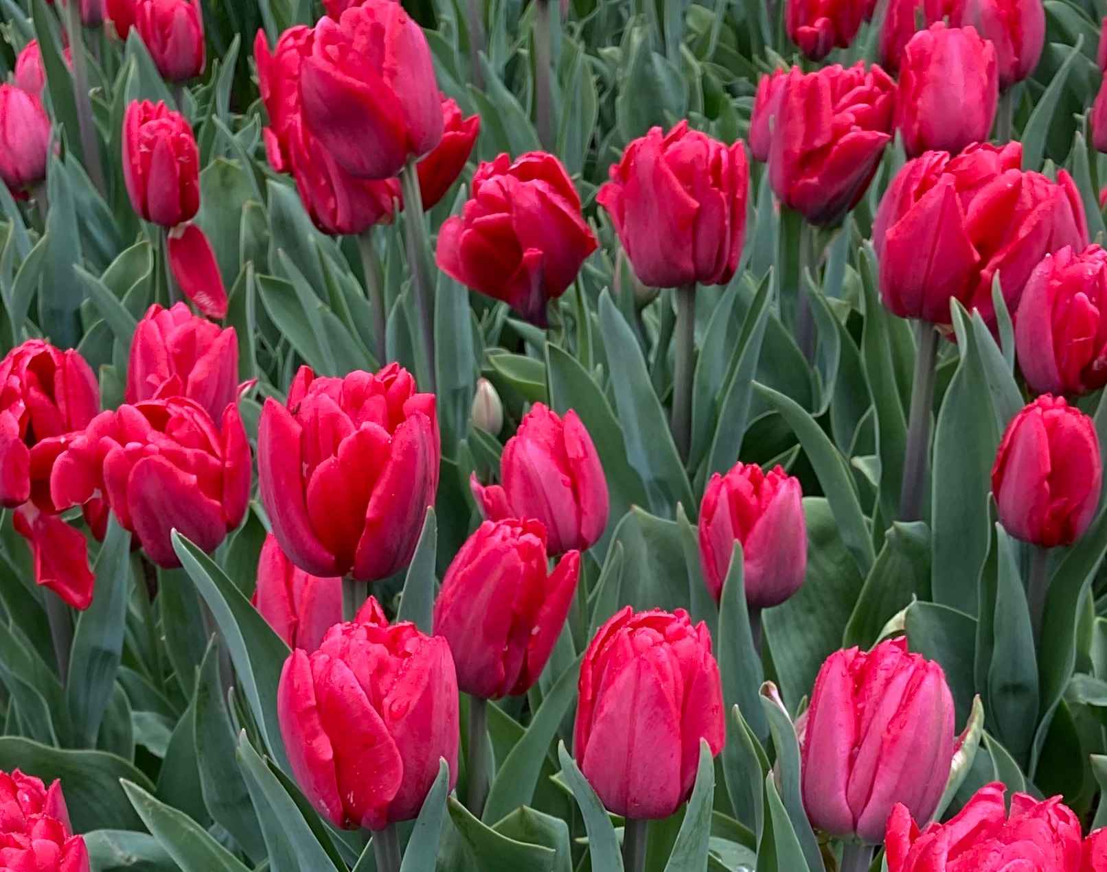 Nahaufnahme von roten Tulpen im Blumenbeet mit grünen Blättern und sichtbaren Wassertropfen