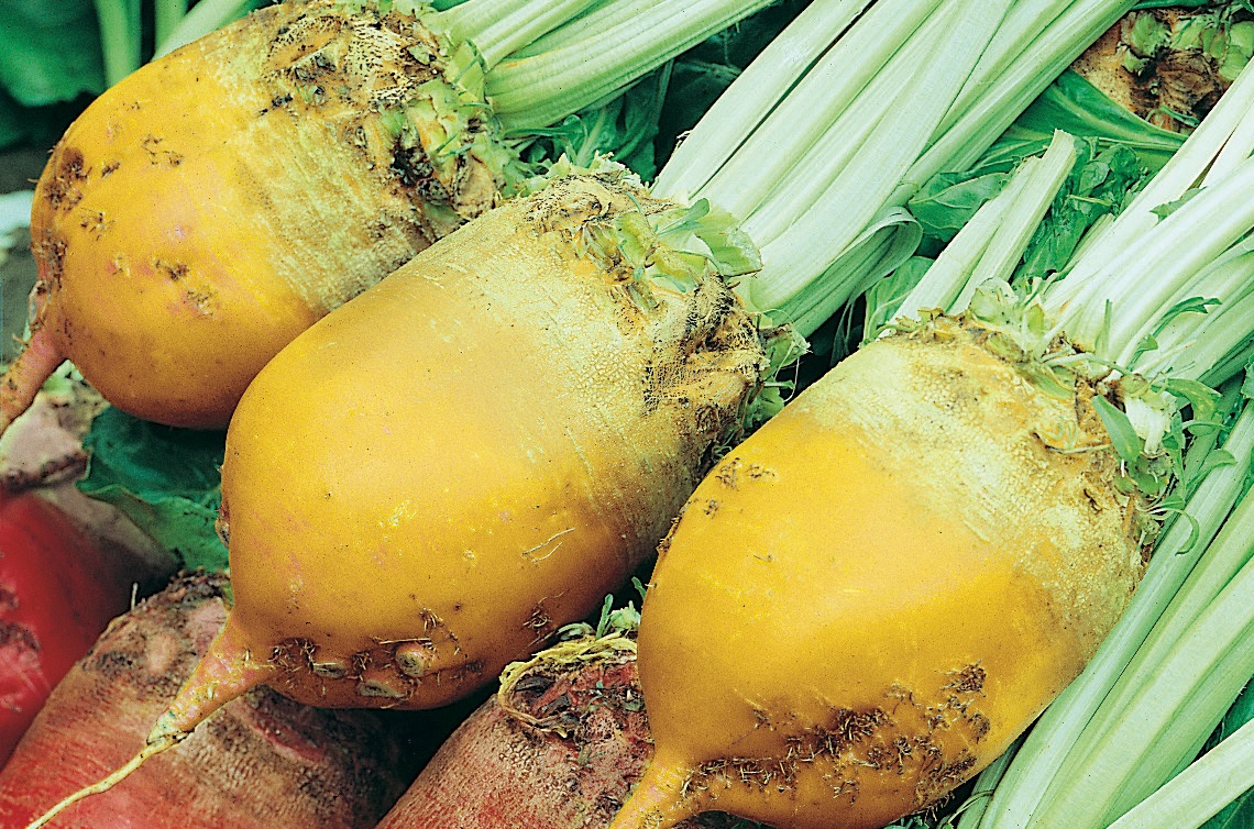Futterrüben Eckdogelb
