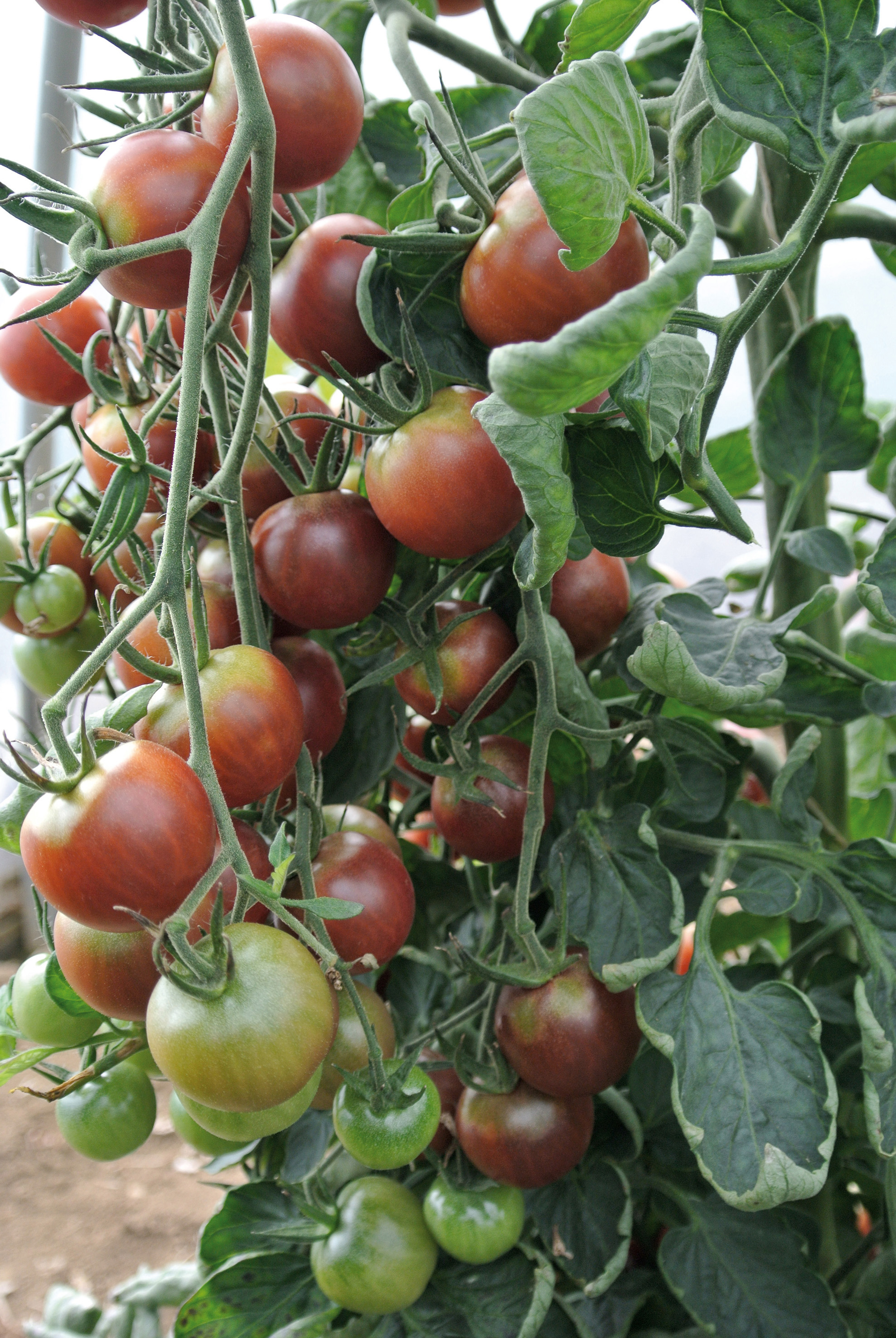 Nahaufnahme von braunen (reifen) und grünen (unreifen) Cocktailtomaten an der Rispe einer Pflanze mit grünen Blättern