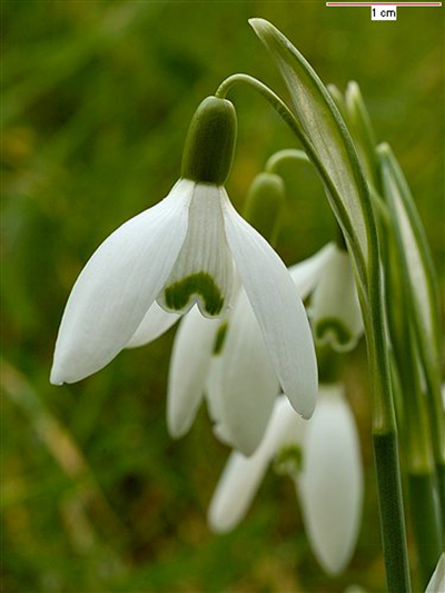 50079_Galanthus nivalis Nahaufnahme eines weißen Schneeglöckchens (Galanthus) mit grünen Zeichnungen an den inneren Blütenblättern, Frühlingsblume auf grünem Hintergrund