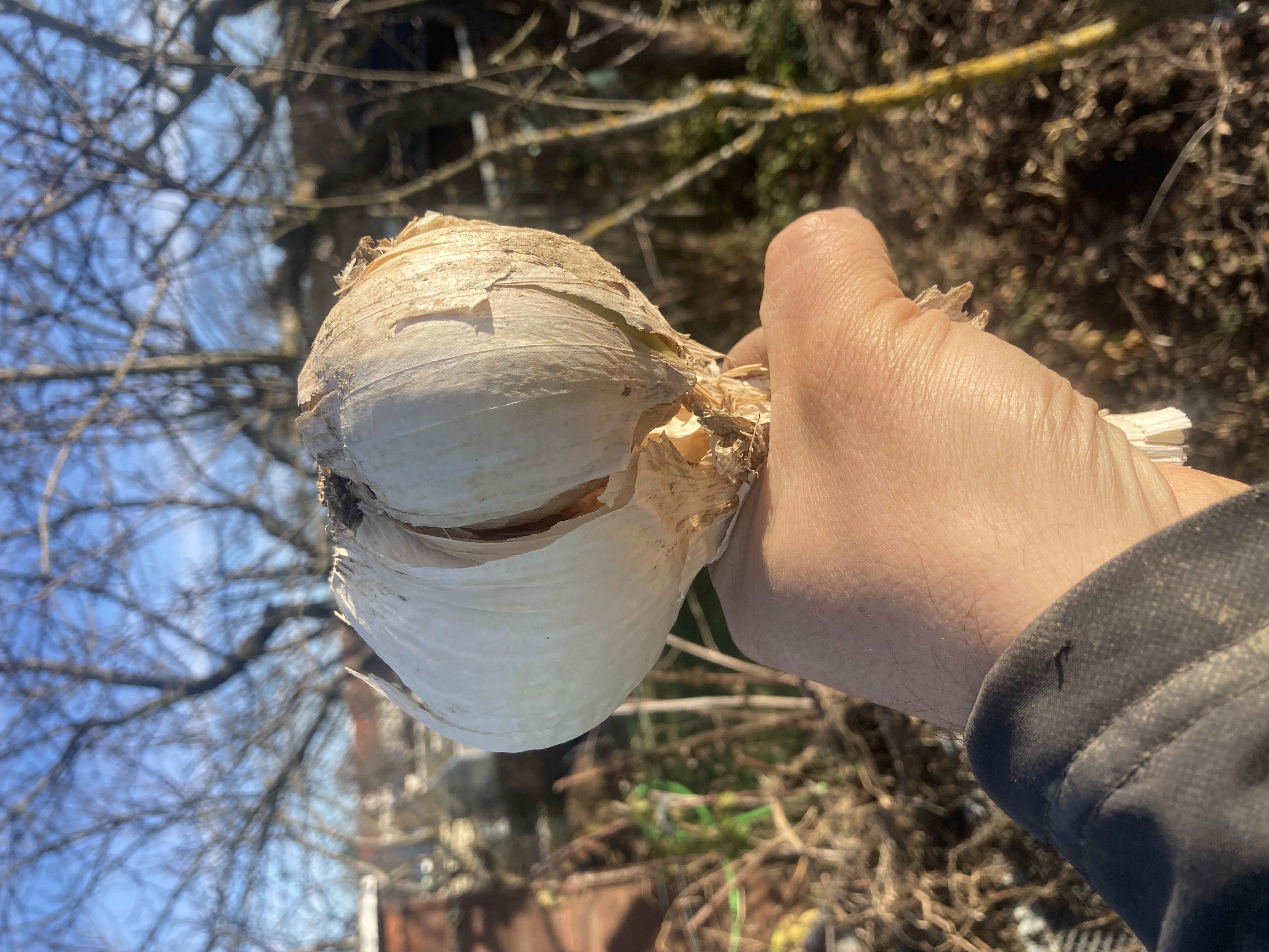Italienischer Pflanzknoblauch Elefantenknoblauch Einzelzehen