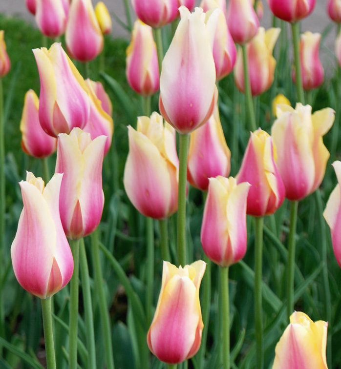 Nahaufnahme: mehrere zweifarbige Tulpen mit rosa-hellgelben Blüten in einem Beet, schlanke grüne Stängel und Blätter, Frühlingsblumen.