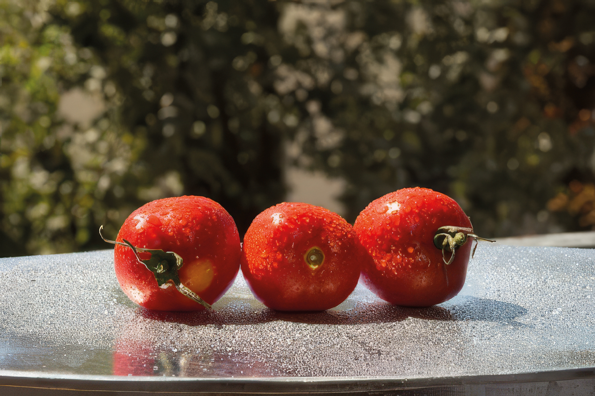 Tomate De Berao