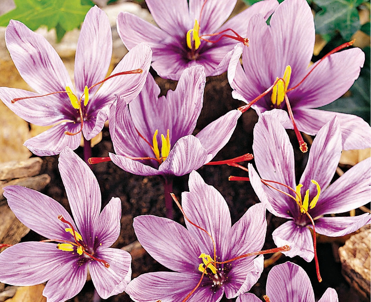 Crocus sativus für Safran-Kultur, herbstblühend