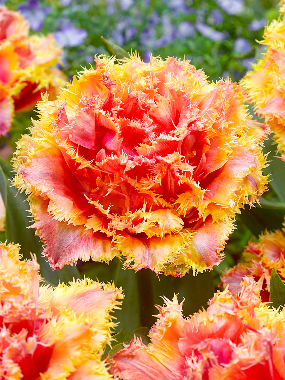Nahaufnahme der Crispa-Tulpe Brisbane mit dicht gefüllten apricot-rosa Blüten und leuchtend gelb gefransten Blütenrändern im Frühlingsbeet