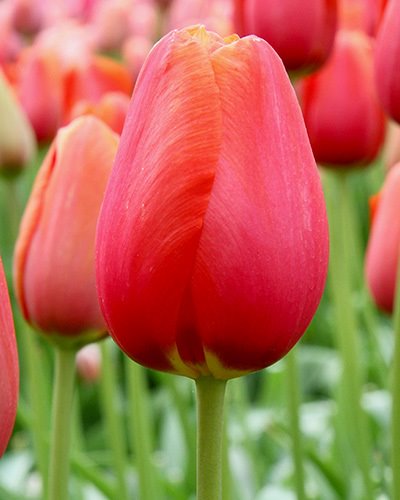 Nahaufnahme einer roten Tulpe mit grünem Stiel und unscharfem Hintergrund aus weiteren Tulpen