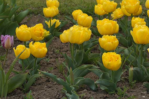 Nahaufnahme gelber gefüllter Tulpen im Gartenbeet mit grünem Laub und einer einzelnen lila-weiß gestreiften Tulpe am linken Bildrand