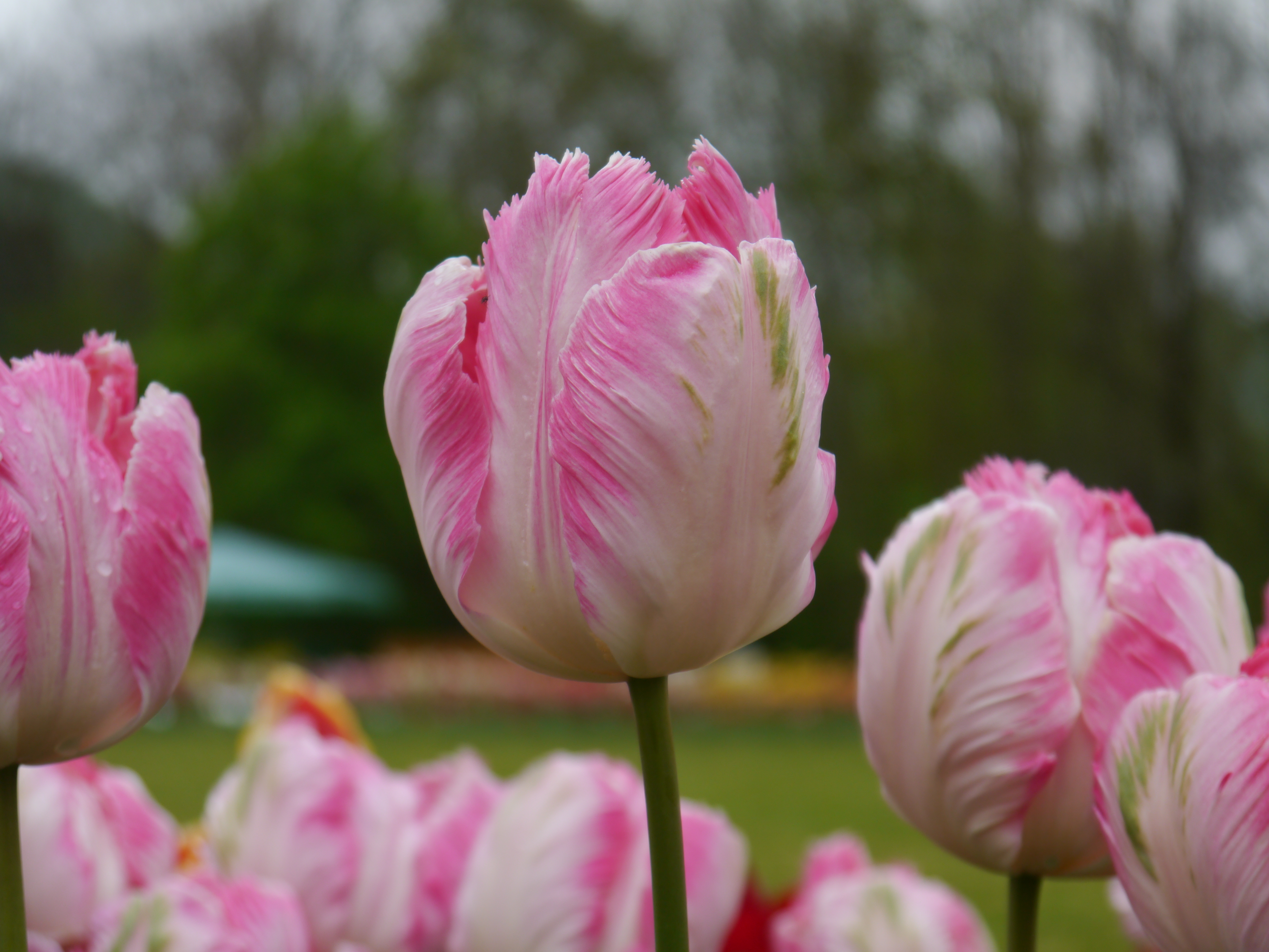 Papagei-Tulpen Silver Parrot