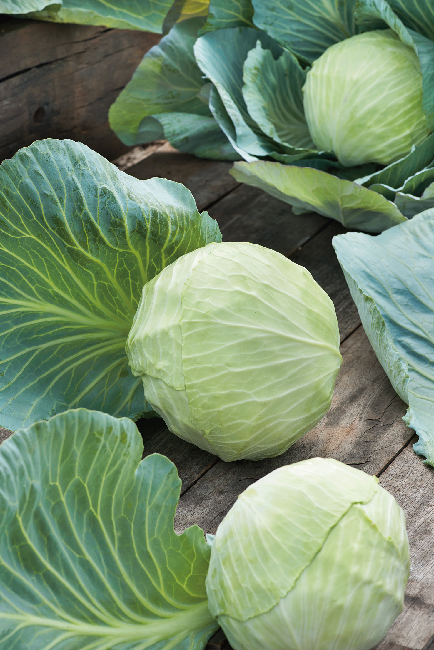 Weißkohl Dithmarscher