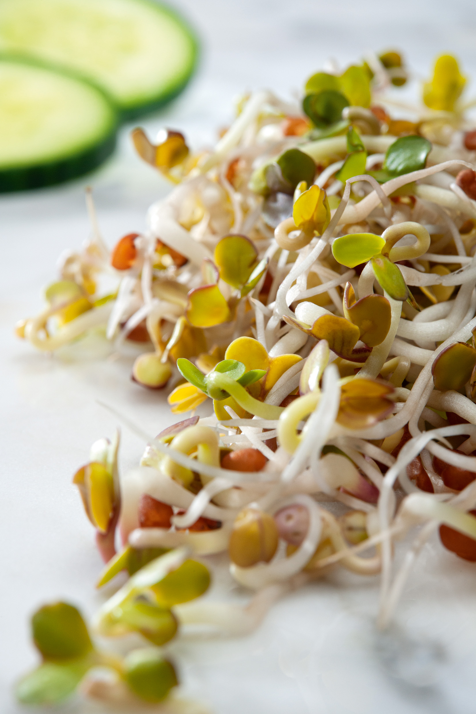 Keimsprossen (Bio) Rettich Red Daikon