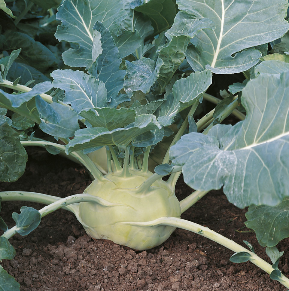 Nahaufnahme eines grünen Kohlrabi im Beet, sichtbare Knolle und kräftiges Blattwerk