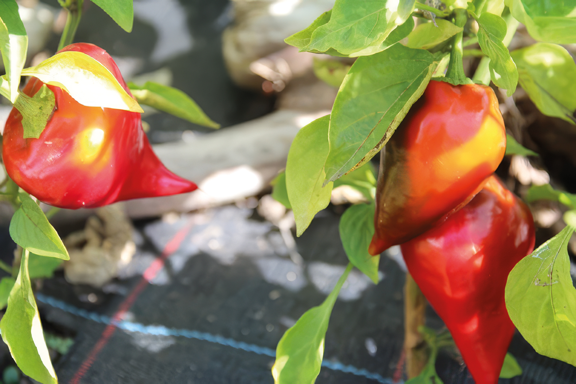 Paprika Zipfelmütze